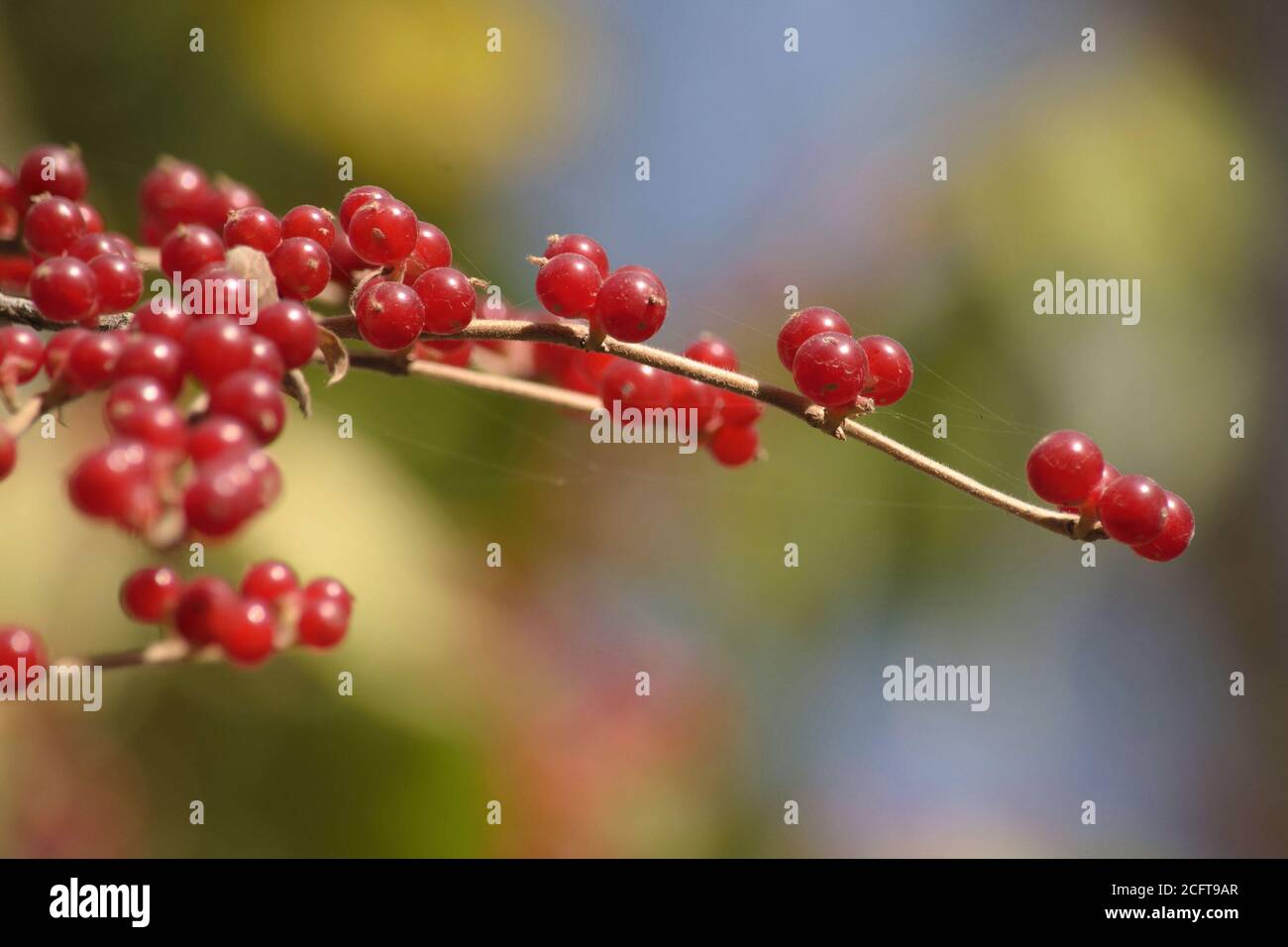 Automne, baies rouges de Lonicera xylosteum sur fond flou Banque D'Images