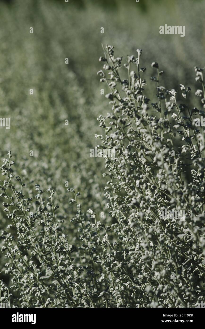 Bourgeons et tiges d'un lit d'armoise argentée (Artemisia ludoviciana) dans un parc, Ottawa (Ontario), Canada. Banque D'Images