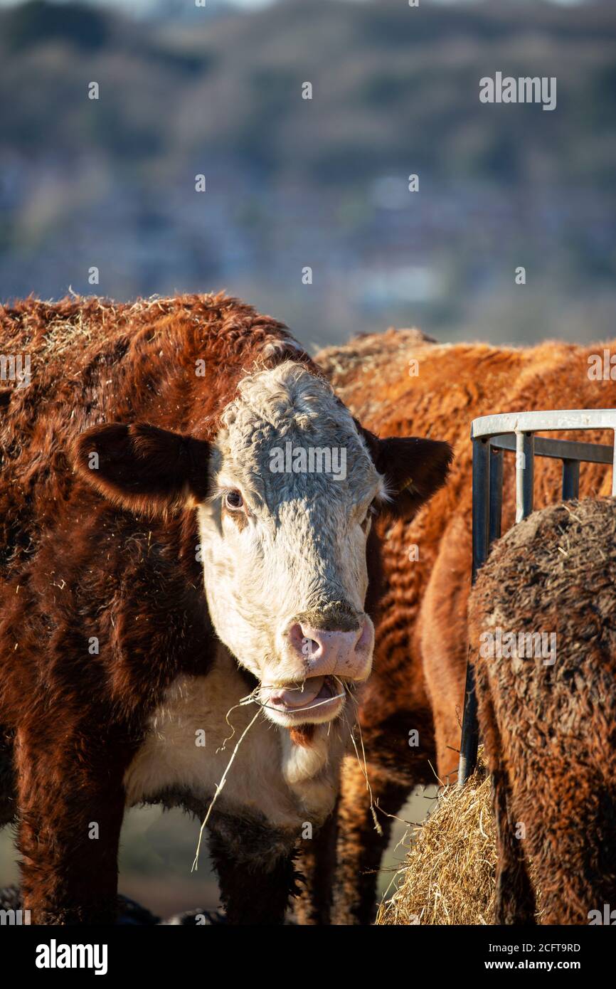 Vache regardant l'appareil photo mâcher de l'herbe Banque D'Images