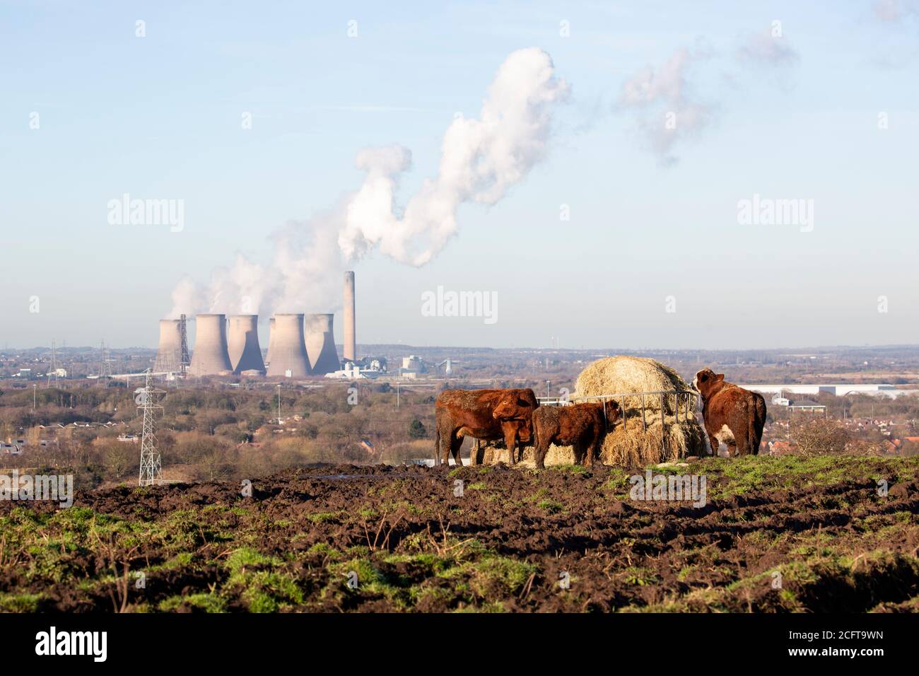 Vaches dans un champ près d'une centrale électrique Banque D'Images