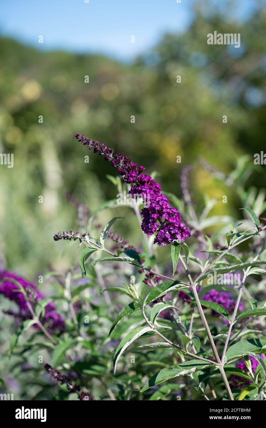 Buddleja fleurit dans la collection nationale en été Dans le Hampshire Banque D'Images