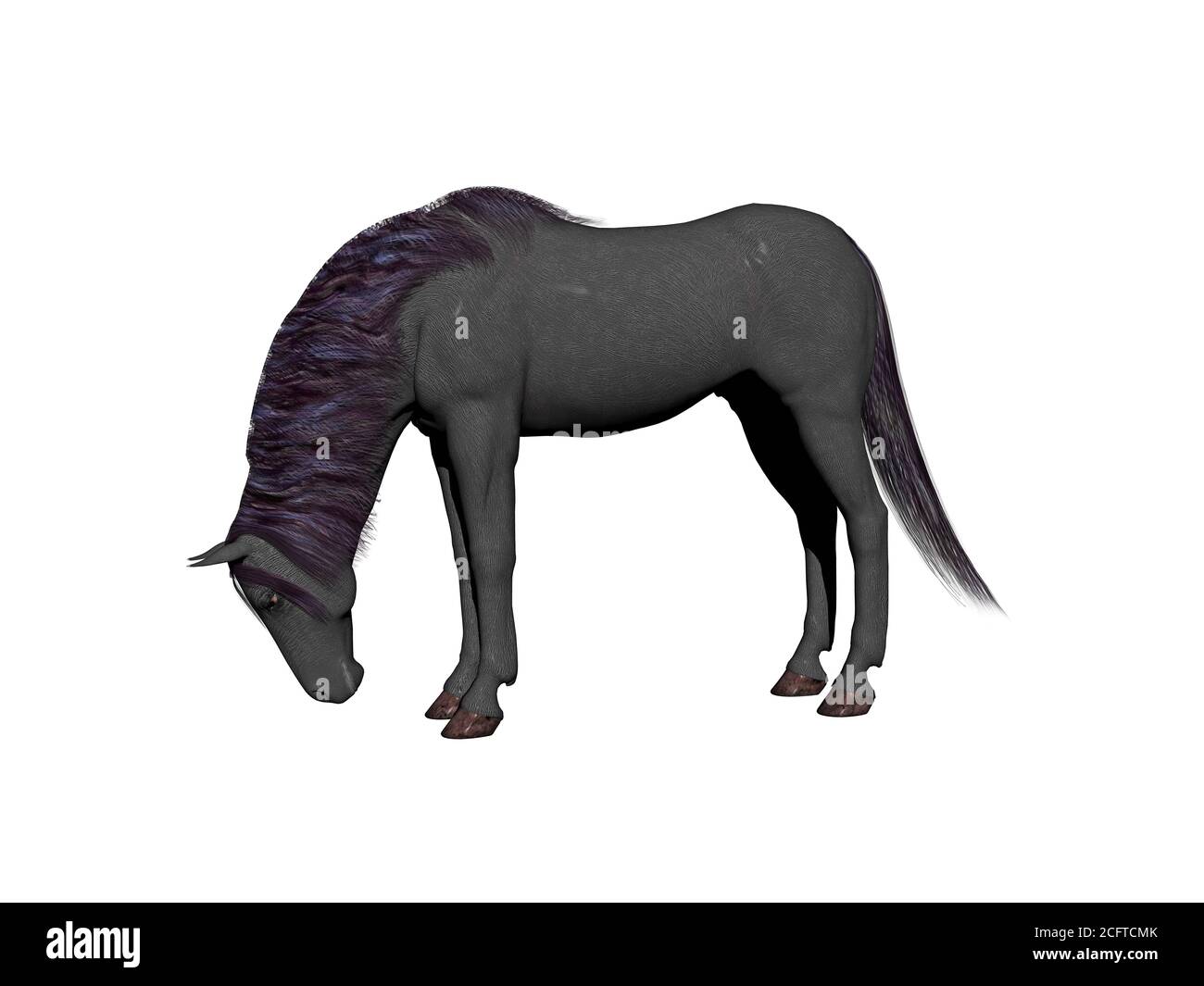 Wild horse Banque D'Images