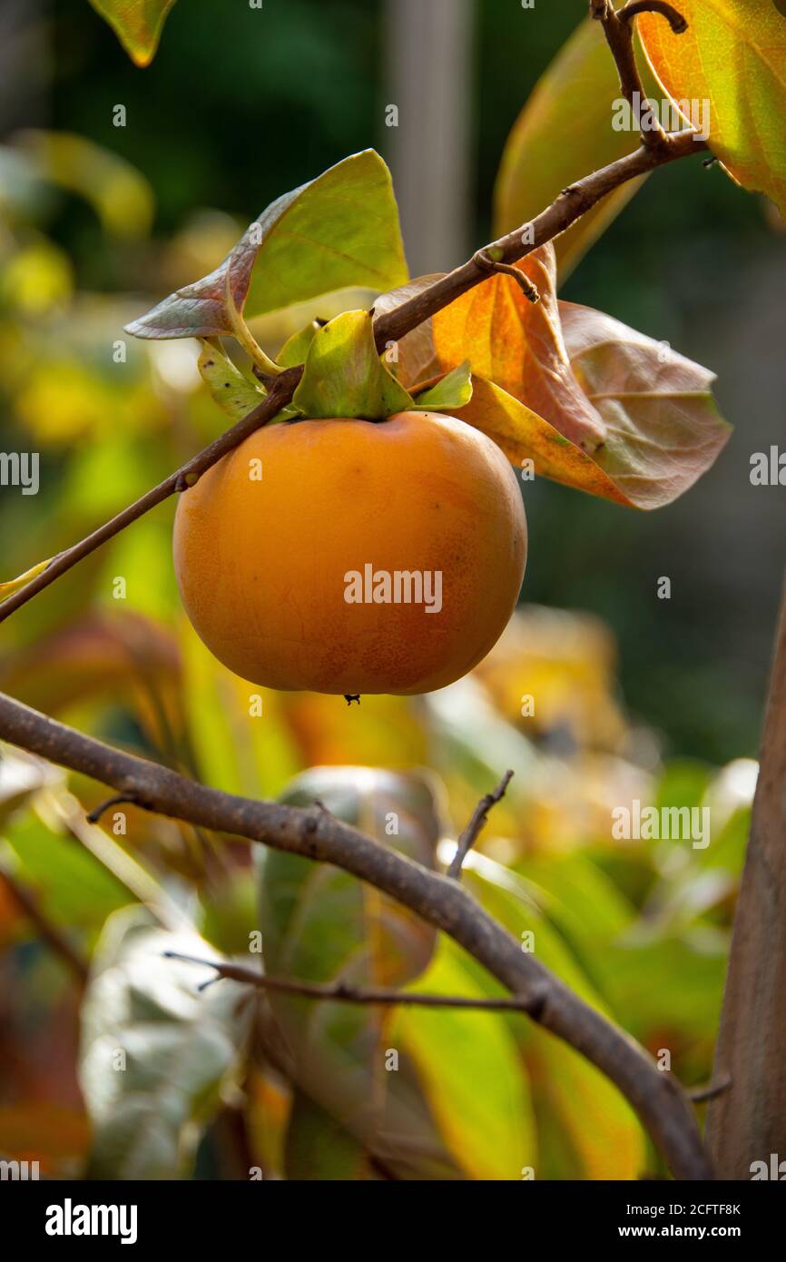Persimmon sur un arbre (Diospyros kaki) en automne Banque D'Images