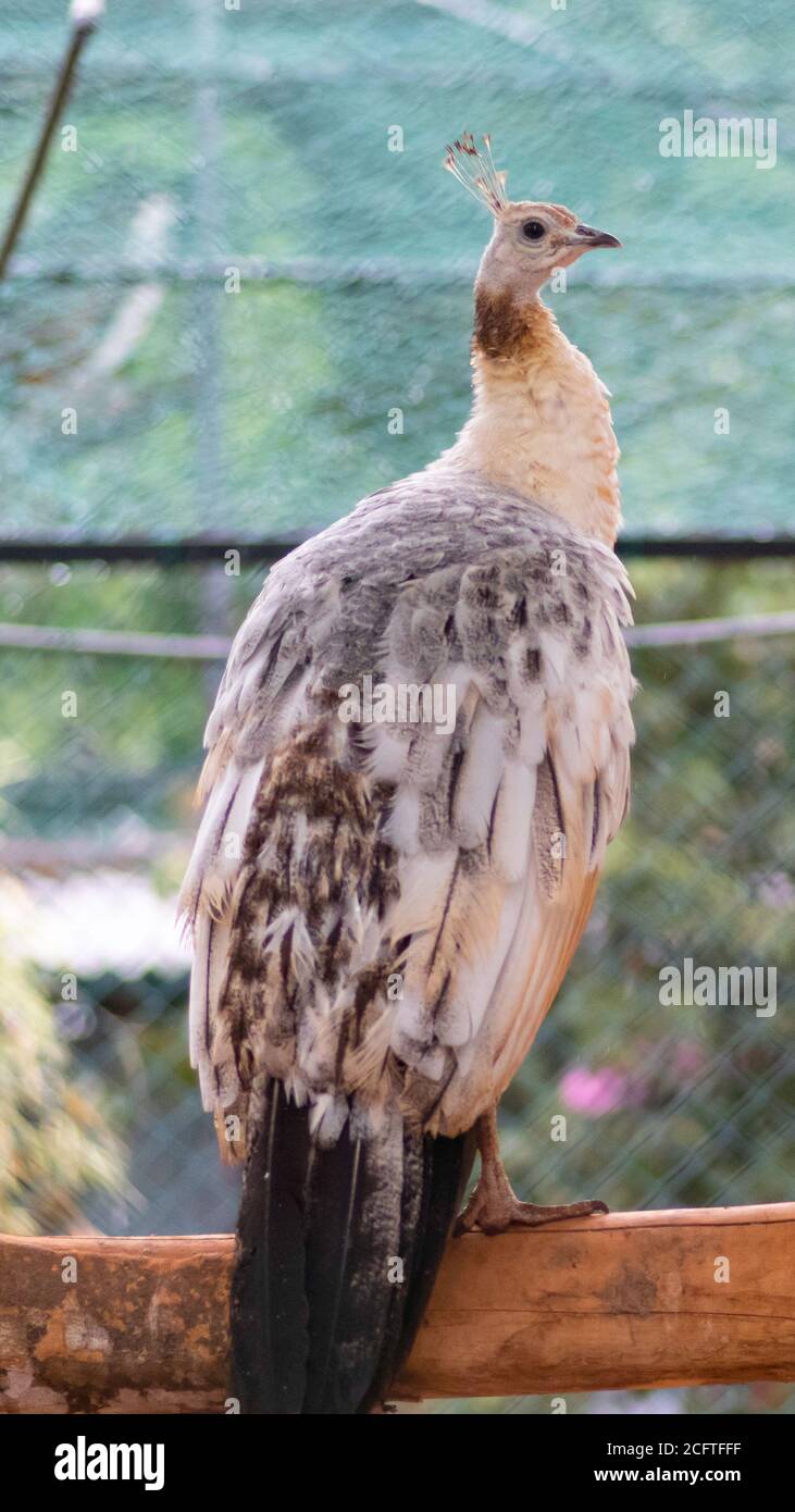 La paafhibou à ailes noires pose pour une belle photo. Banque D'Images