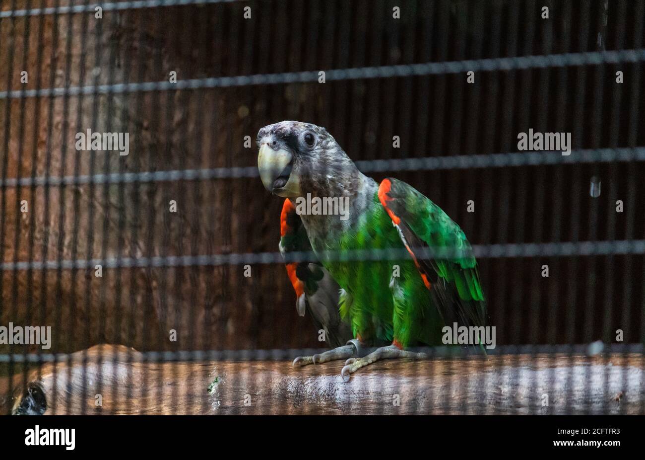 Sénégal perroquet argent cou regardant curieux Banque D'Images