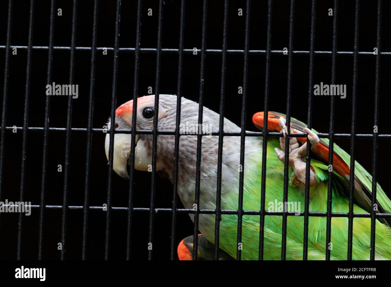 Sénégal perroquet argent cou regardant curieux suspendu dans cage filet Banque D'Images
