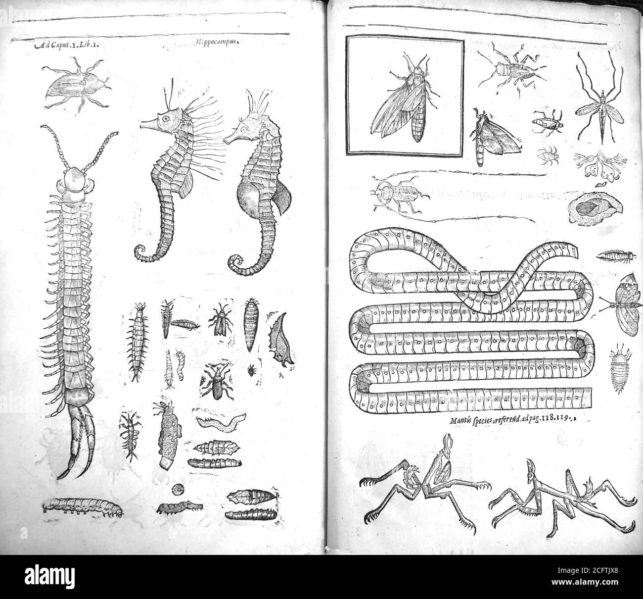 THEATRUM INSECTORUM 1634 édition du Théâtre des insectes Banque D'Images