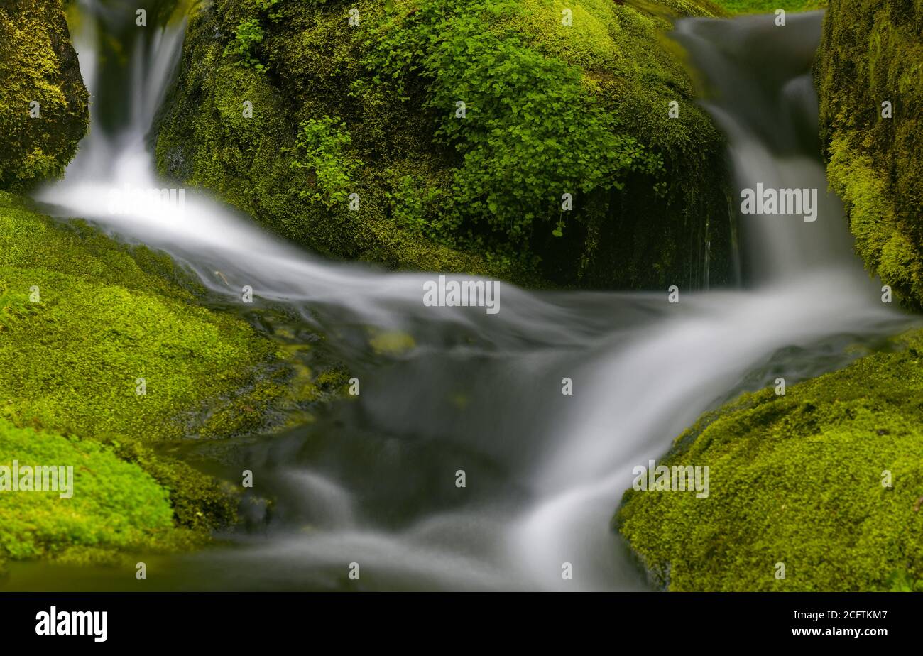 Détail de belles cascades parmi des roches vertes de mousse, prises dans une rivière de Charlevoix, Québec Banque D'Images