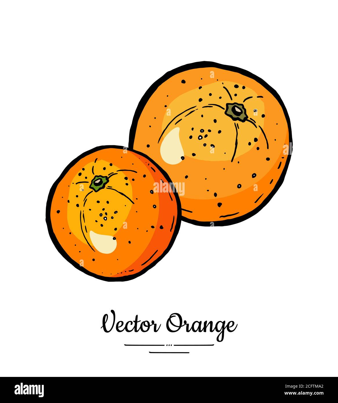 Vecteur orange isolé. Orange entier, mandarine, mandarine, pamplemousse. Collection de fruits tirée à la main. Agrumes doux Illustration de Vecteur