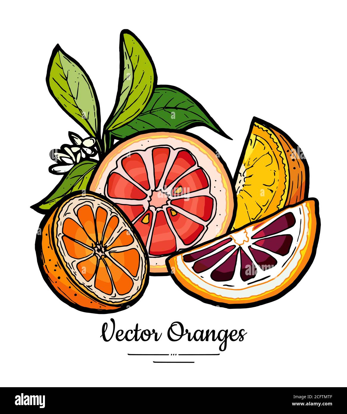 Vecteur orange défini isolé. Tranches de pamplemousse orange, rouge rose, hachée à moitié, de fleurs feuilles. Agrumes de fruits dessinés à la main Illustration de Vecteur