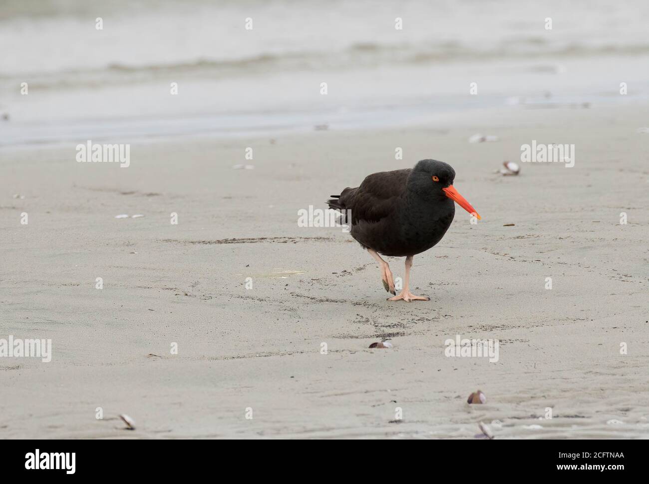 Black Oystercatcher marchant sur la plage pour de petits palourdes. Banque D'Images