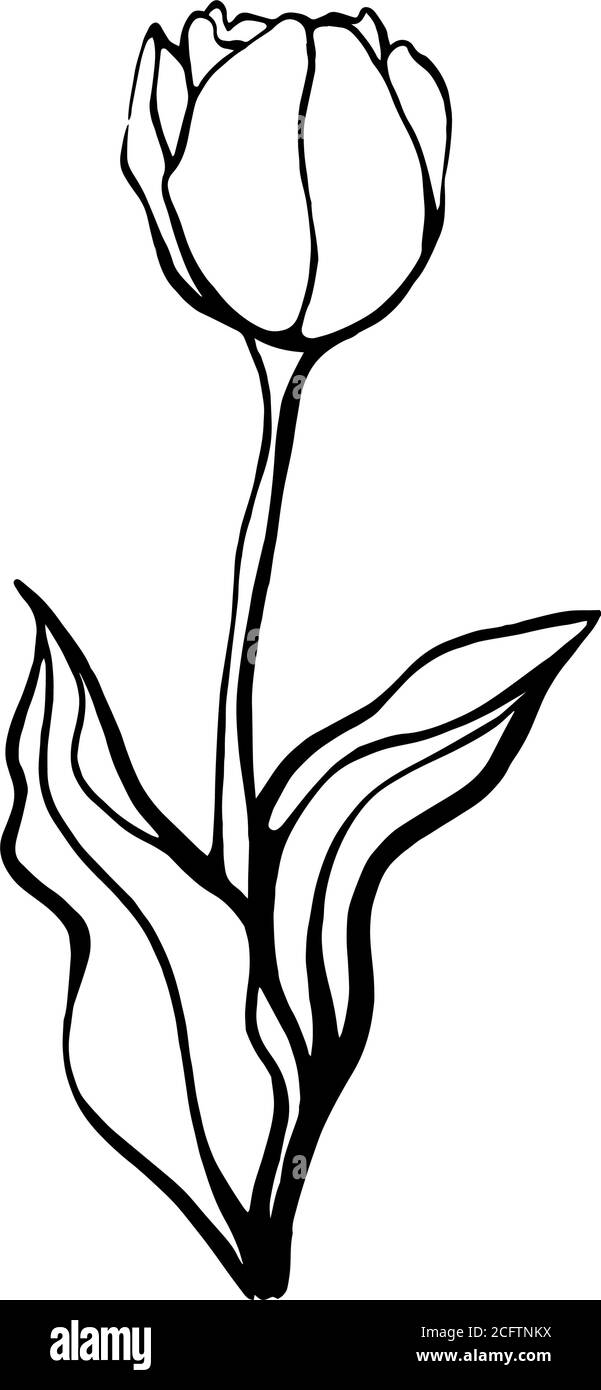Tulipe sur une tige avec des feuilles.UNE fleur de tulipe Illustration de Vecteur