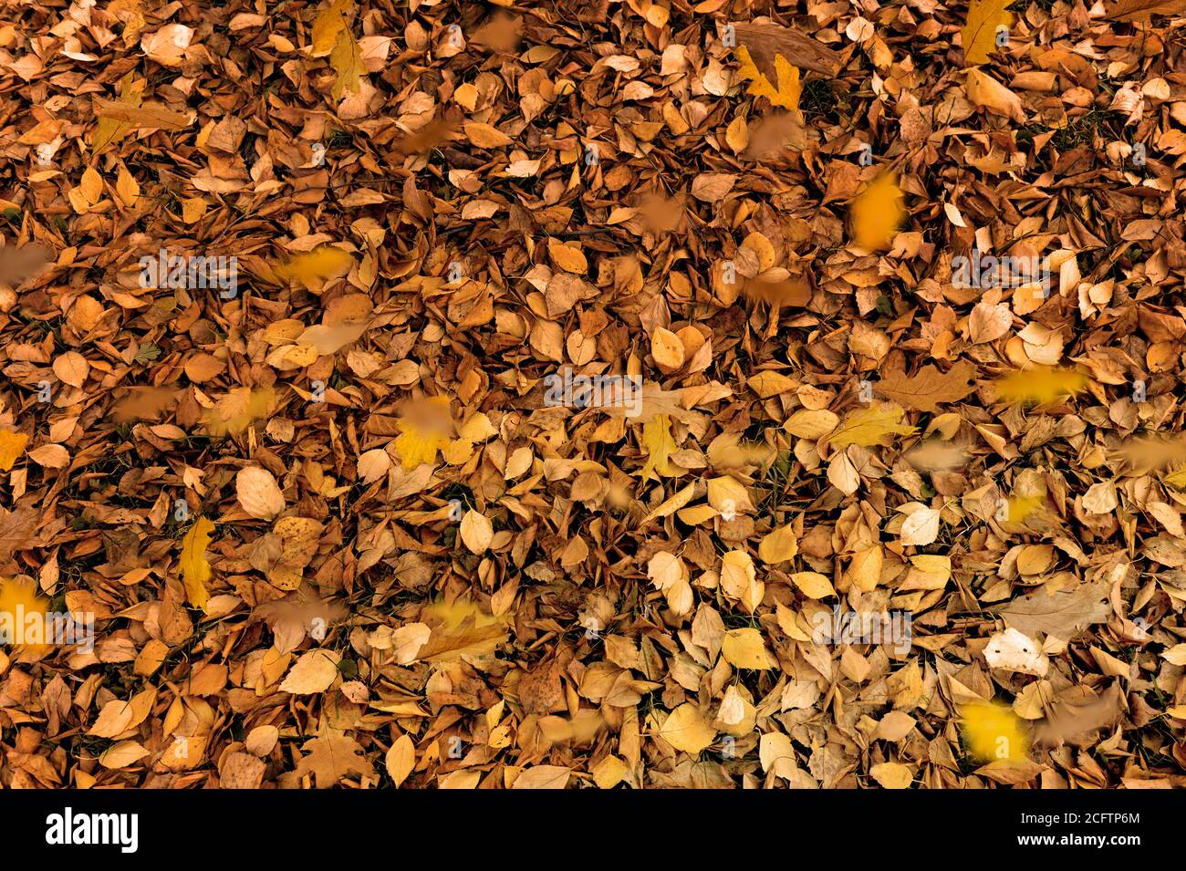 beaucoup de feuilles d'orange sur le sol. arrière-plan d'automne des feuilles Banque D'Images