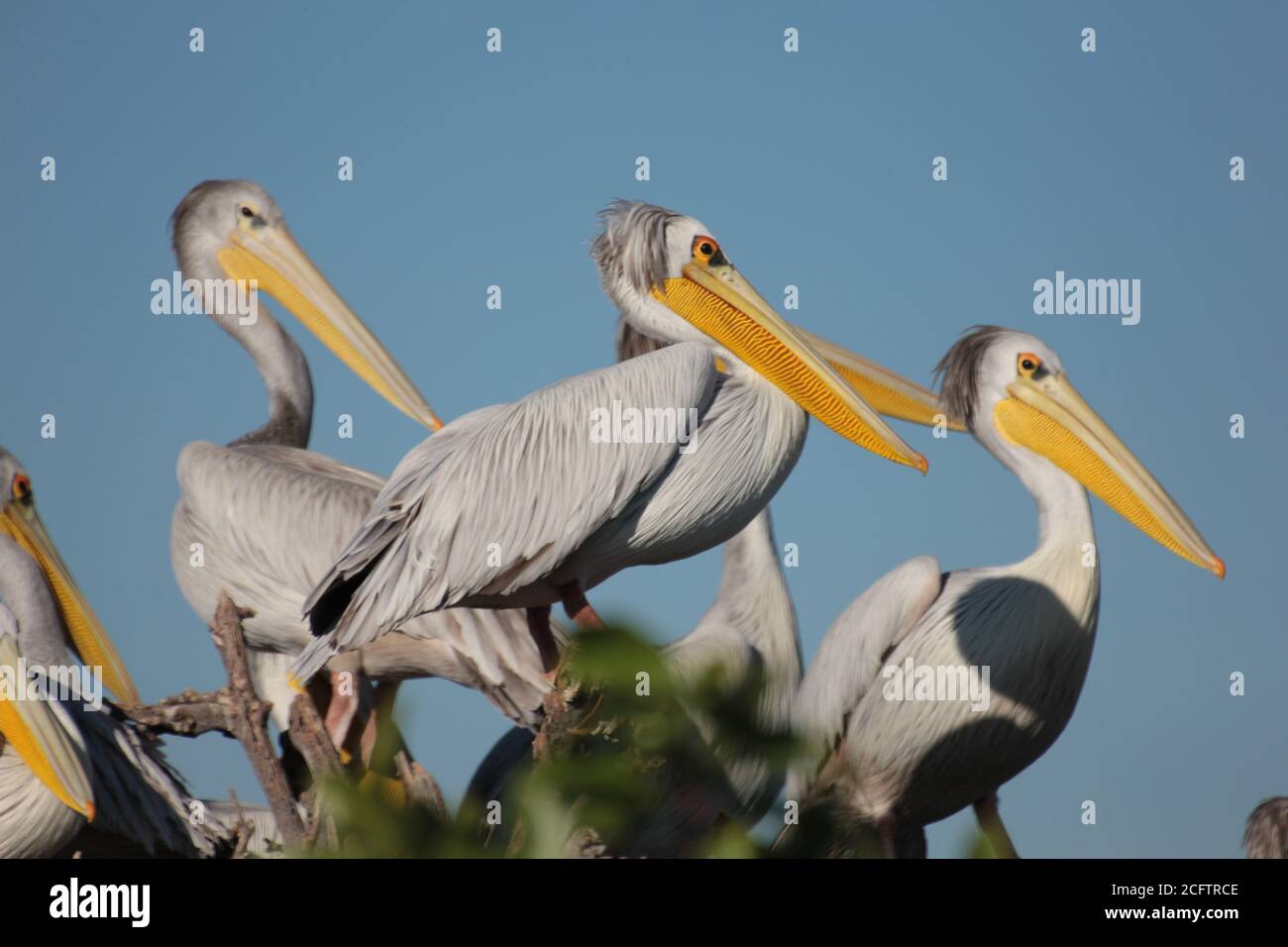 Belle photo de jolis oiseaux Pelican Okavango Banque D'Images