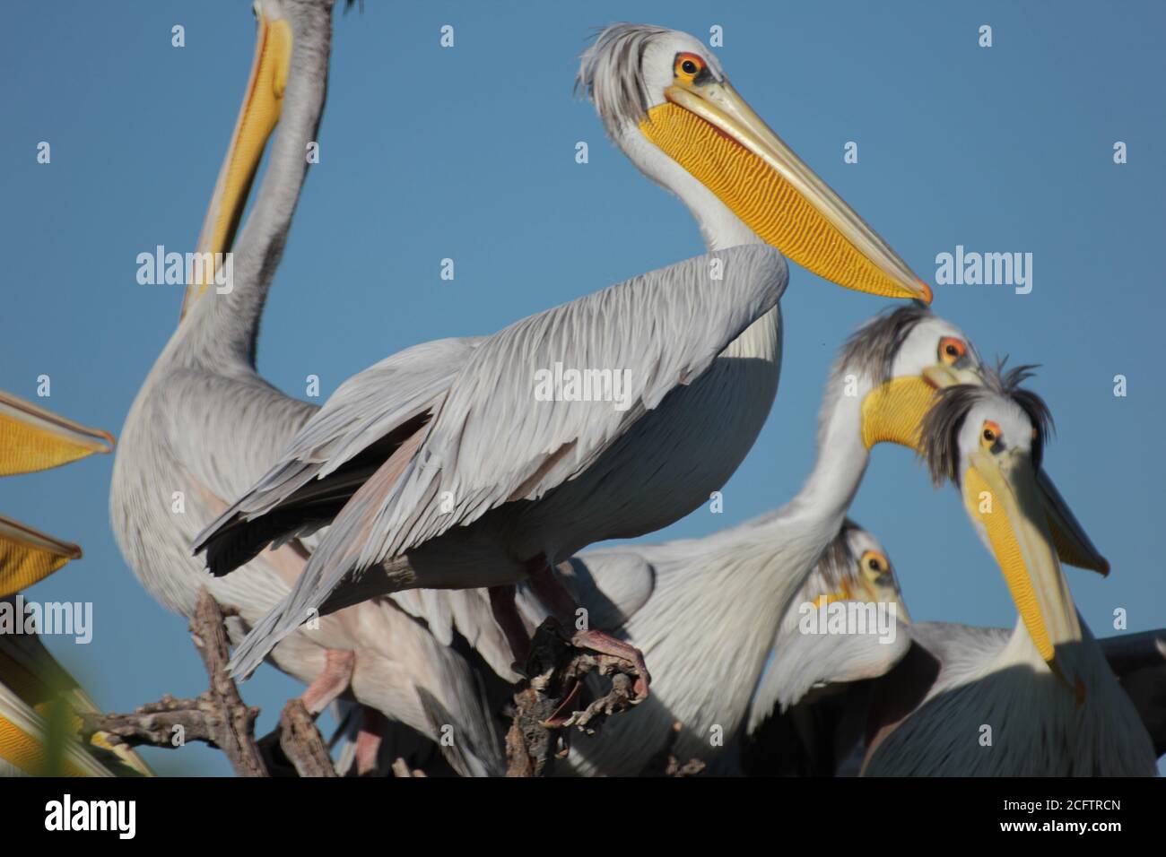 Belle photo de jolis oiseaux Pelican Okavango Banque D'Images