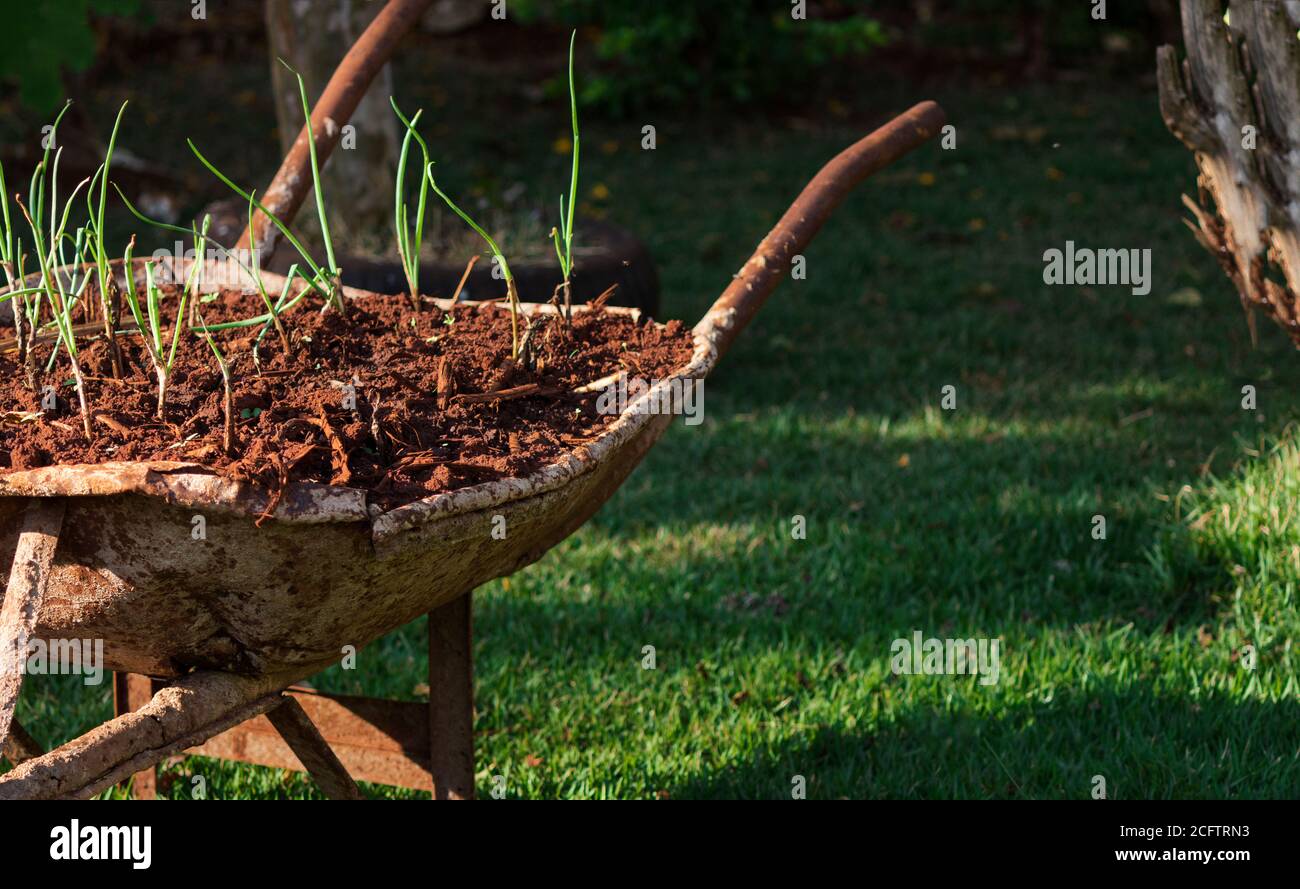 Je pousse des légumes et je mange. Image de concept de potager fait maison. Les légumes de persil faits soi-même garantissent l'absence de toxines. Banque D'Images