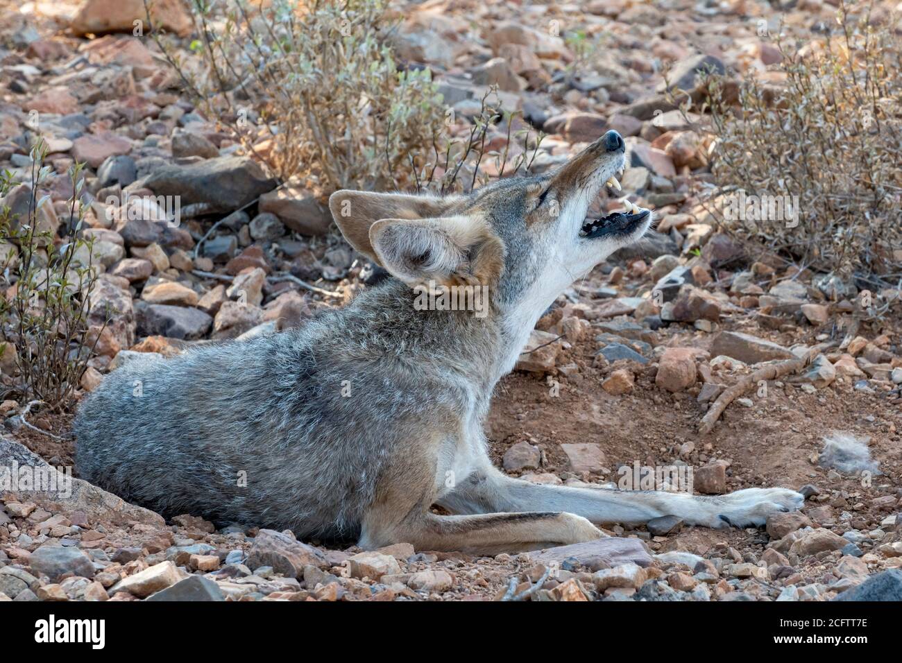 Coyote qui a bouclé tout en se redressant dans une allow Banque D'Images