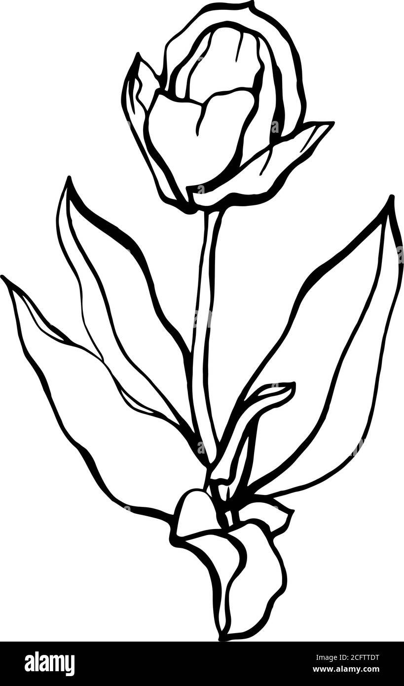 Tulipe sur une tige avec des feuilles.UNE fleur de tulipe Illustration de Vecteur