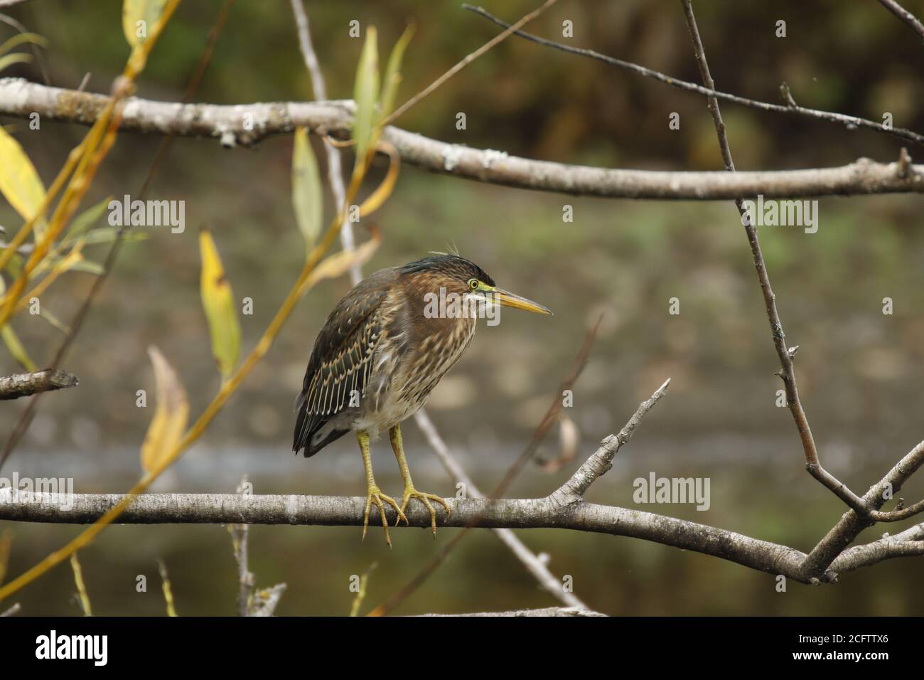 Heron vert juvénile perché au-dessus d'une petite zone humide. Banque D'Images