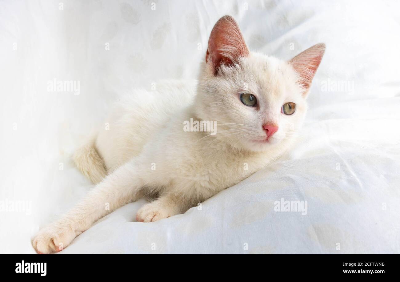 Un Petit Chat Blanc Repose Sur Un Oreiller Blanc Photo Stock Alamy