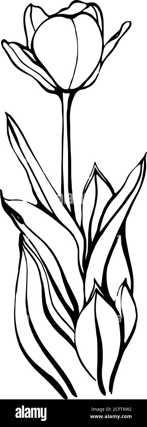 Un tulipe dessiné à la main sur une tige avec des feuilles. Floral Illustration de Vecteur