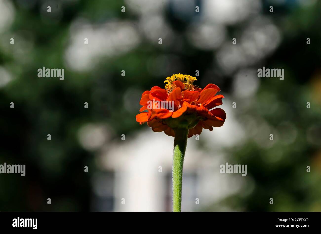 Branche fraîche d'orange zinnia Bloom dans le jardin, Sofia, Bulgarie Banque D'Images