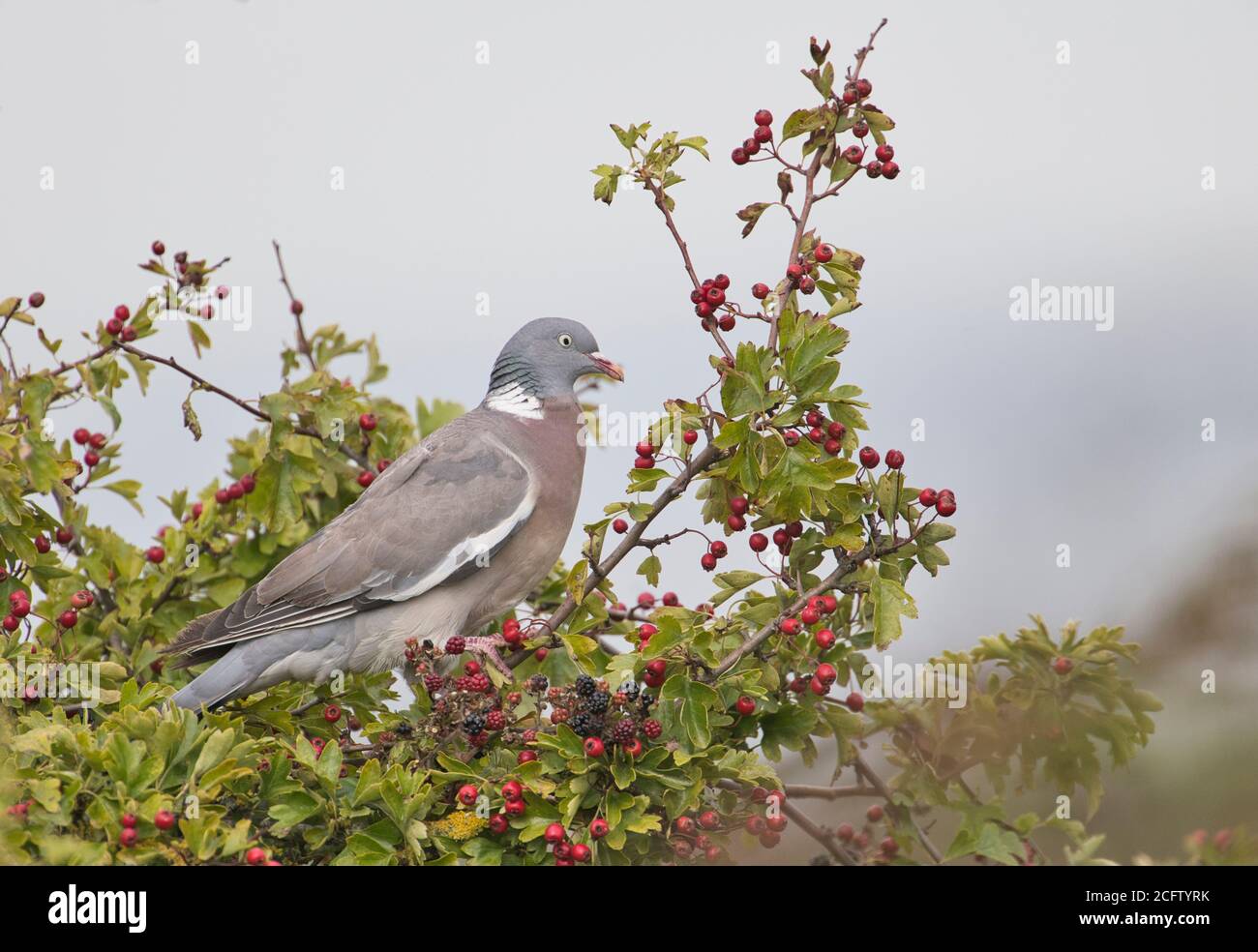 Le pigeon à bois (Columba palumbus) se nourrissant de baies d'automne, principalement des haws et des mûres. Banque D'Images