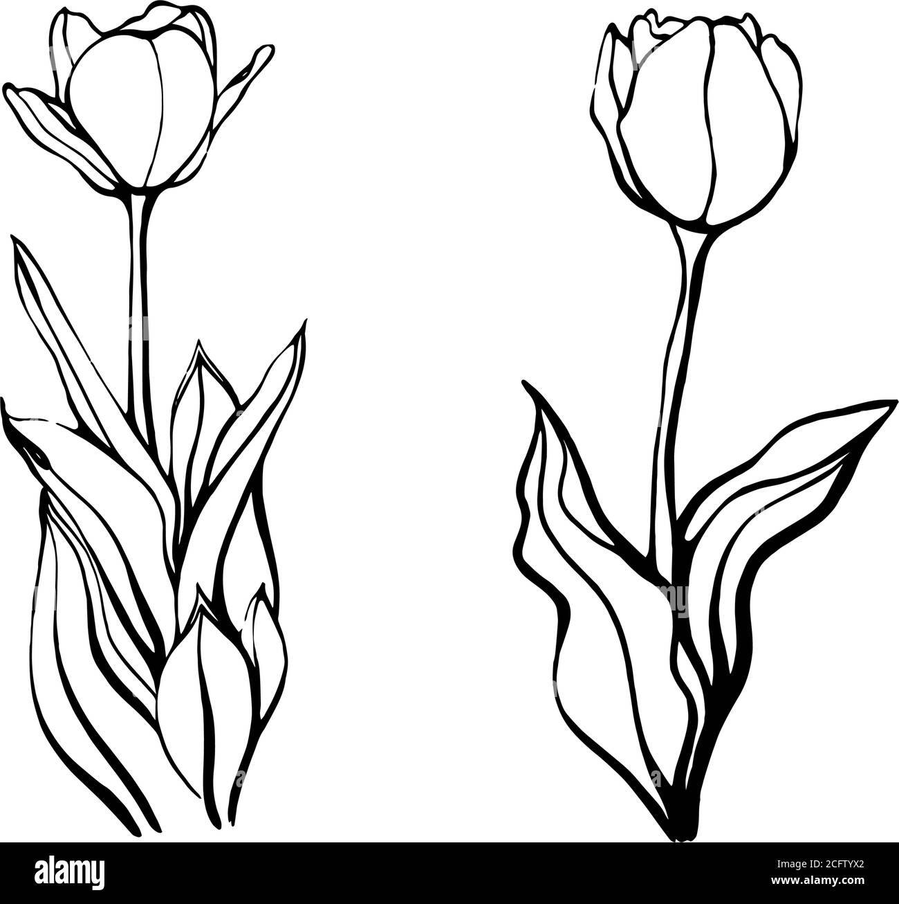 Un ensemble de tulipes dessinées à la main.UNE fleur de tulipe Illustration de Vecteur