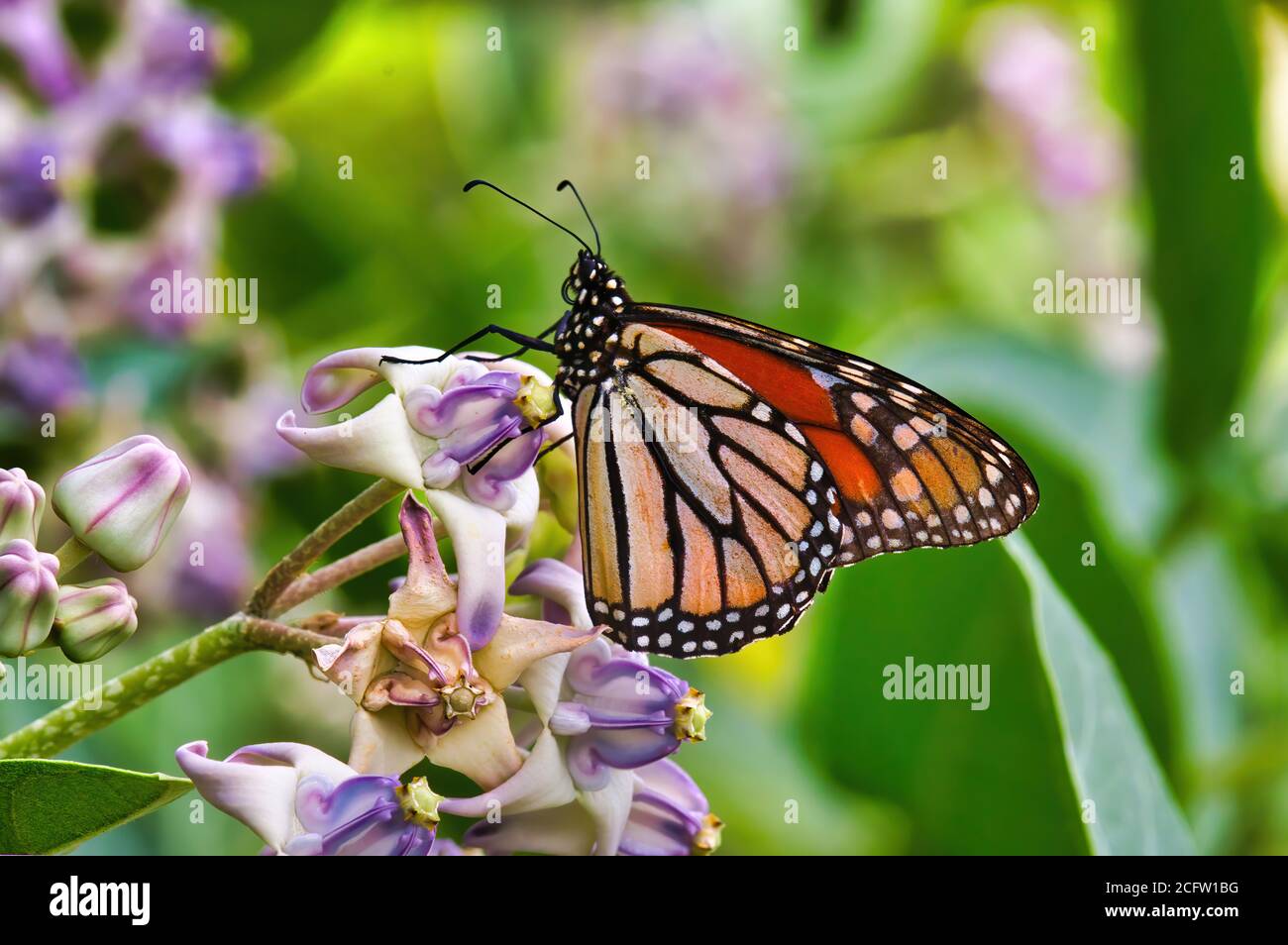 Gros plan extrême de la vue latérale d'un papillon monarque perché sur une fleur tropicale. Banque D'Images