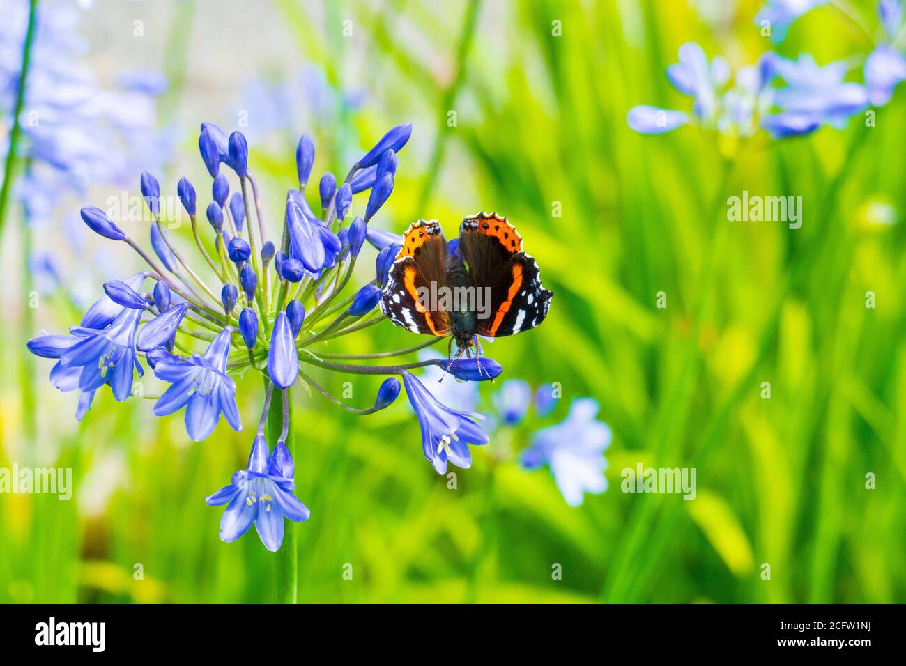 Admiral falter Schmetterling auf einer Schmucklie Blüte Banque D'Images