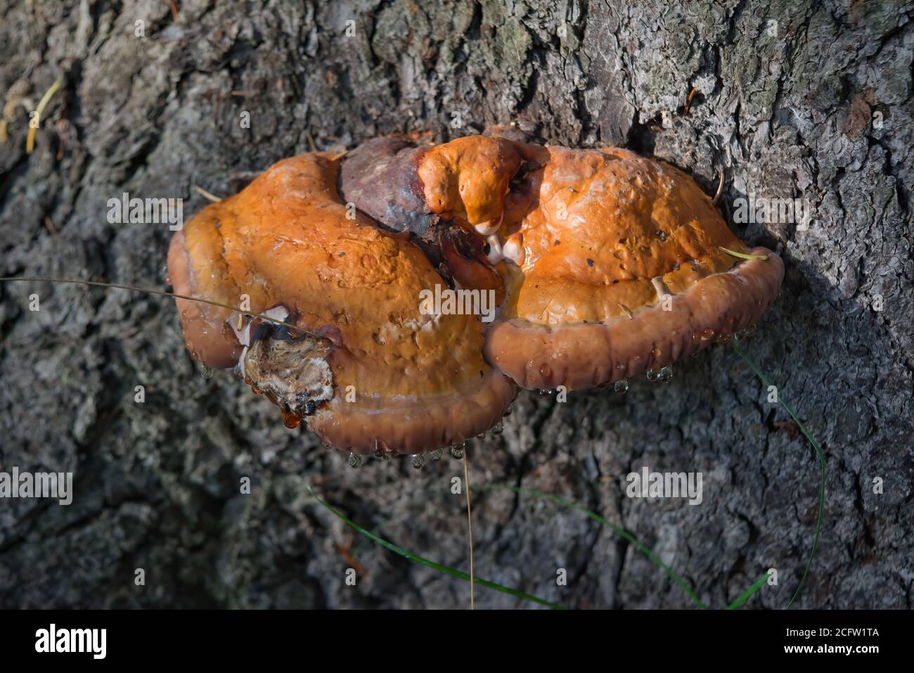 Corps fruitiers de Ganoderma lucidum sur le tronc d'un arbre. Banque D'Images