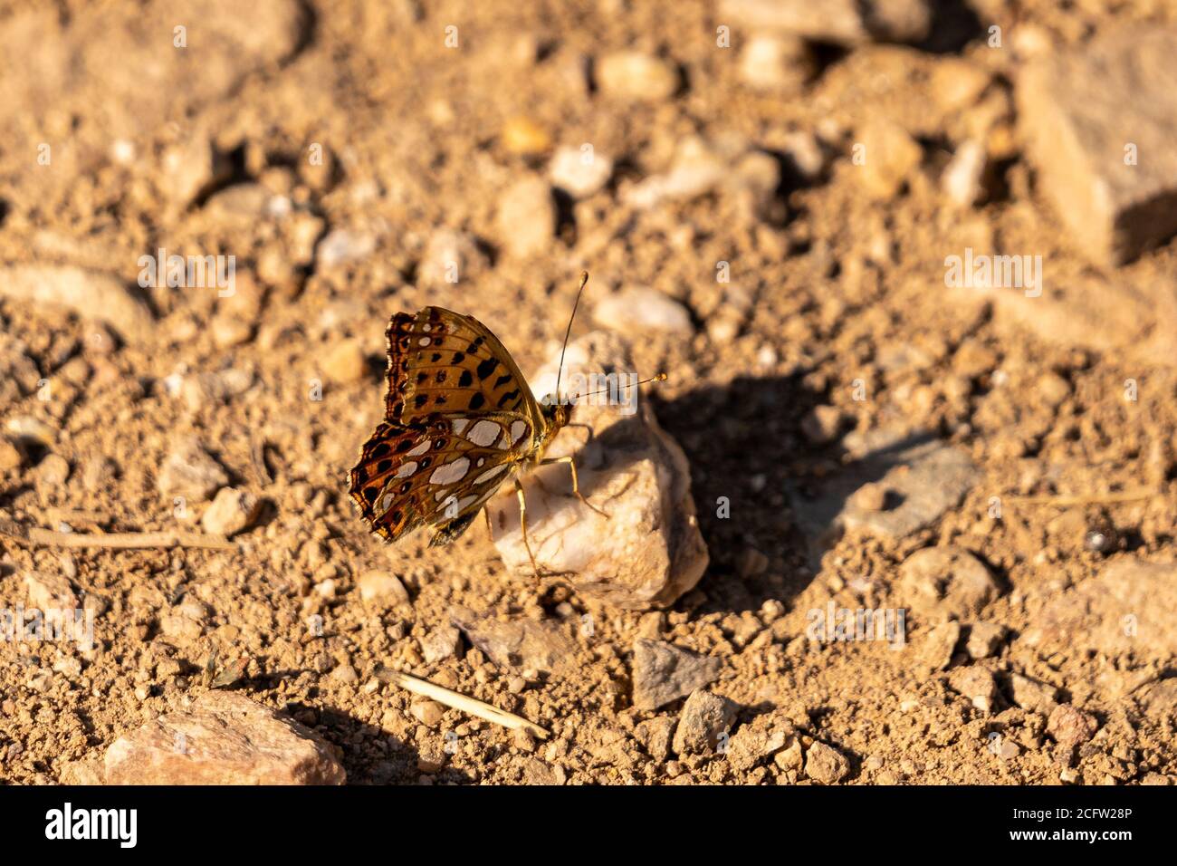 Duc de Bourgogne Fritillaire ( Hamaris lucina ) au repos sur sol pierreux, allemagne, vallée du rhin Banque D'Images