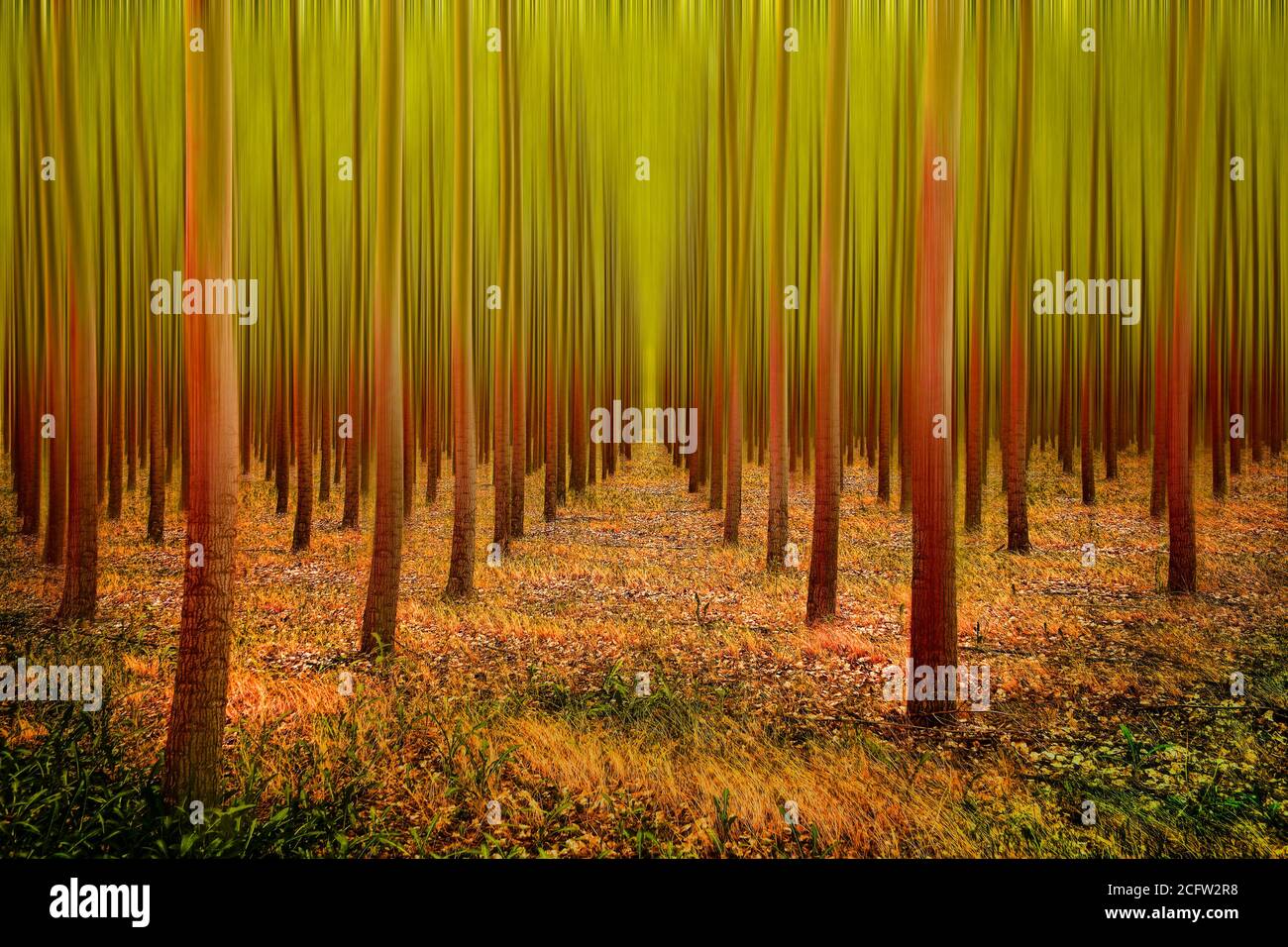 Rangée d'arbres dans une ferme d'arbres, sommets flous. Banque D'Images