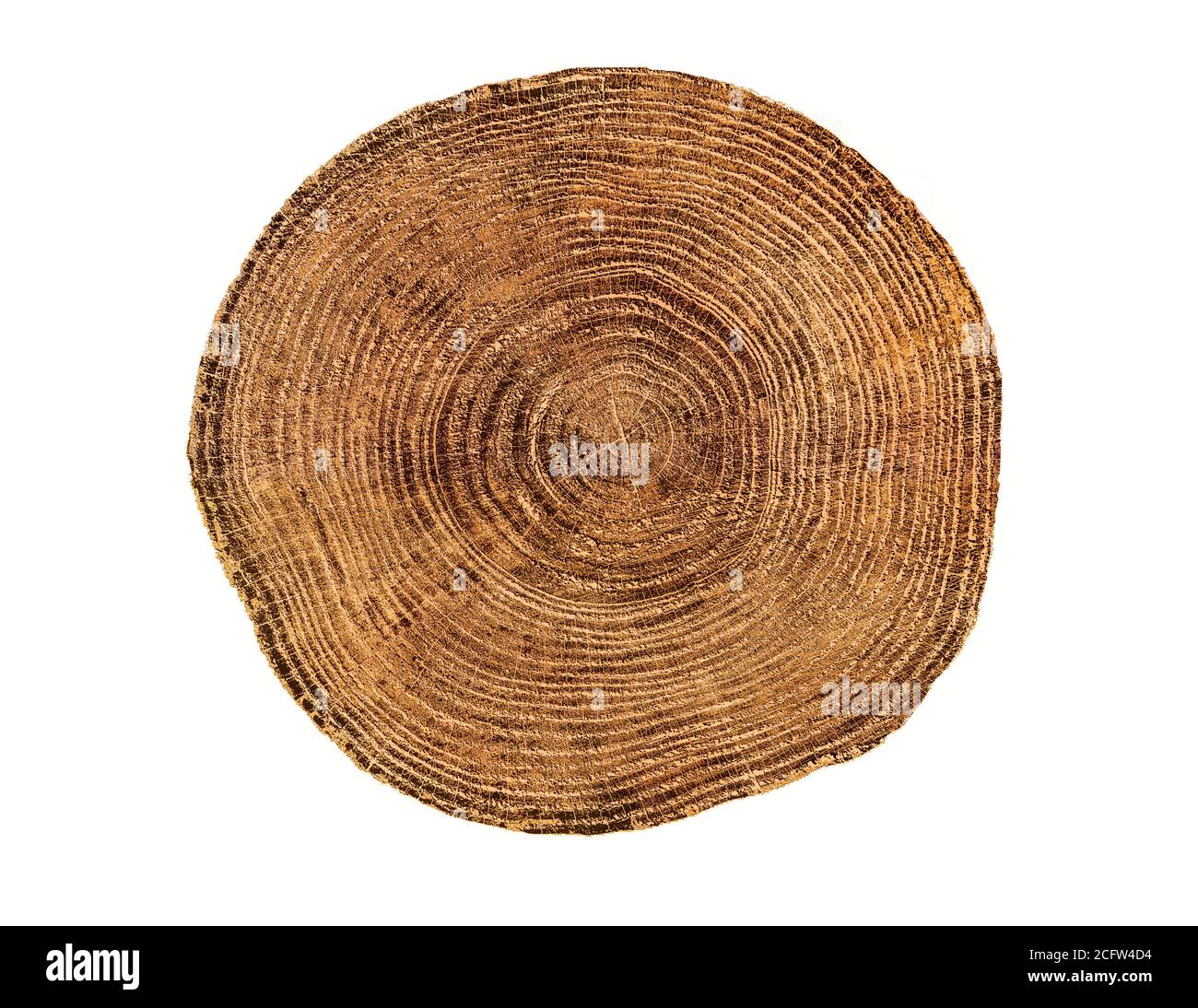 Morceau de bois abattu d'un tronc d'arbre avec des anneaux de croissance isolés sur blanc. Anneaux d'arbre avec texture et détail. Banque D'Images