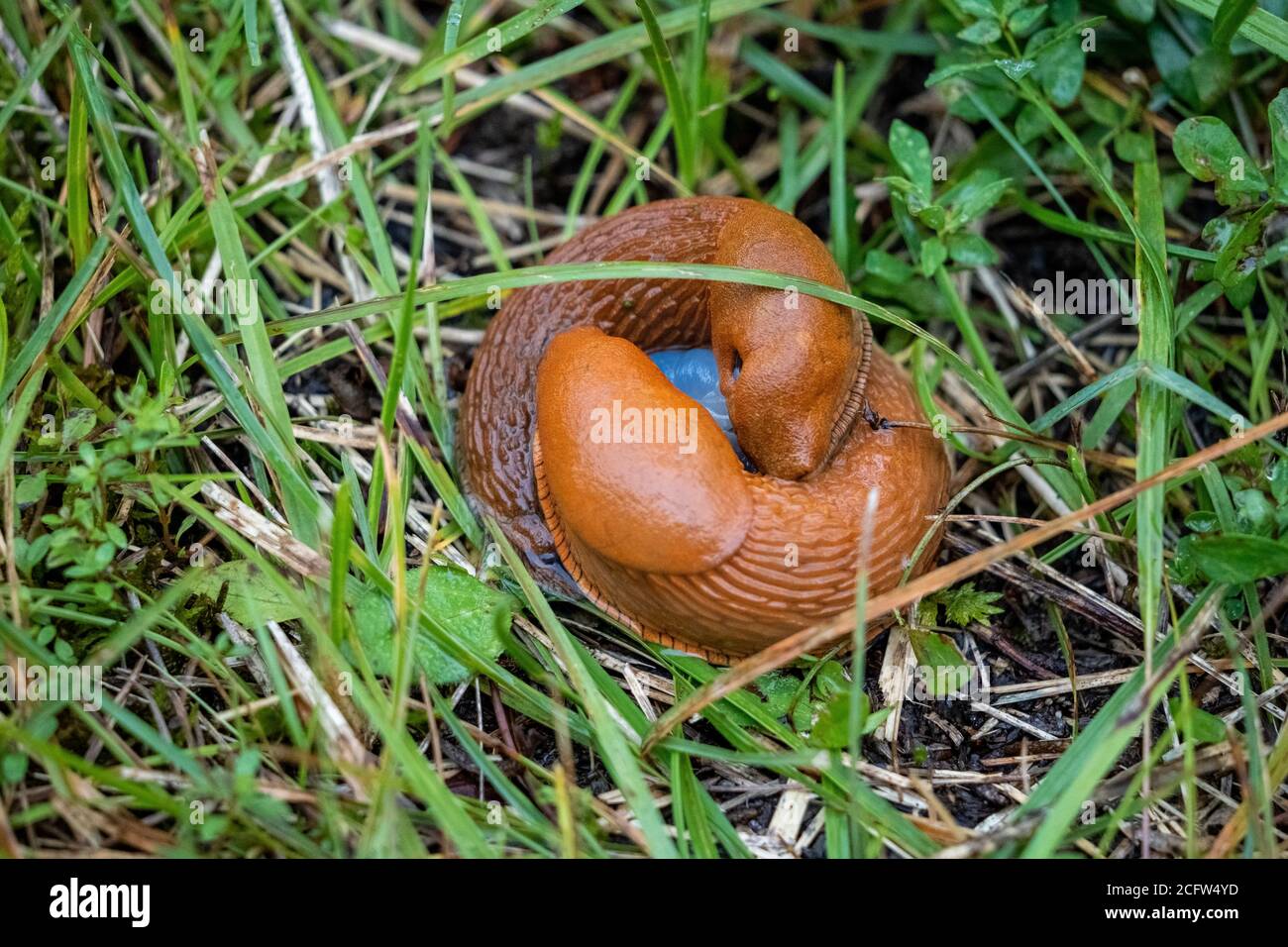 gros plan d'une paire d'escargots dans l'herbe, allemagne Banque D'Images