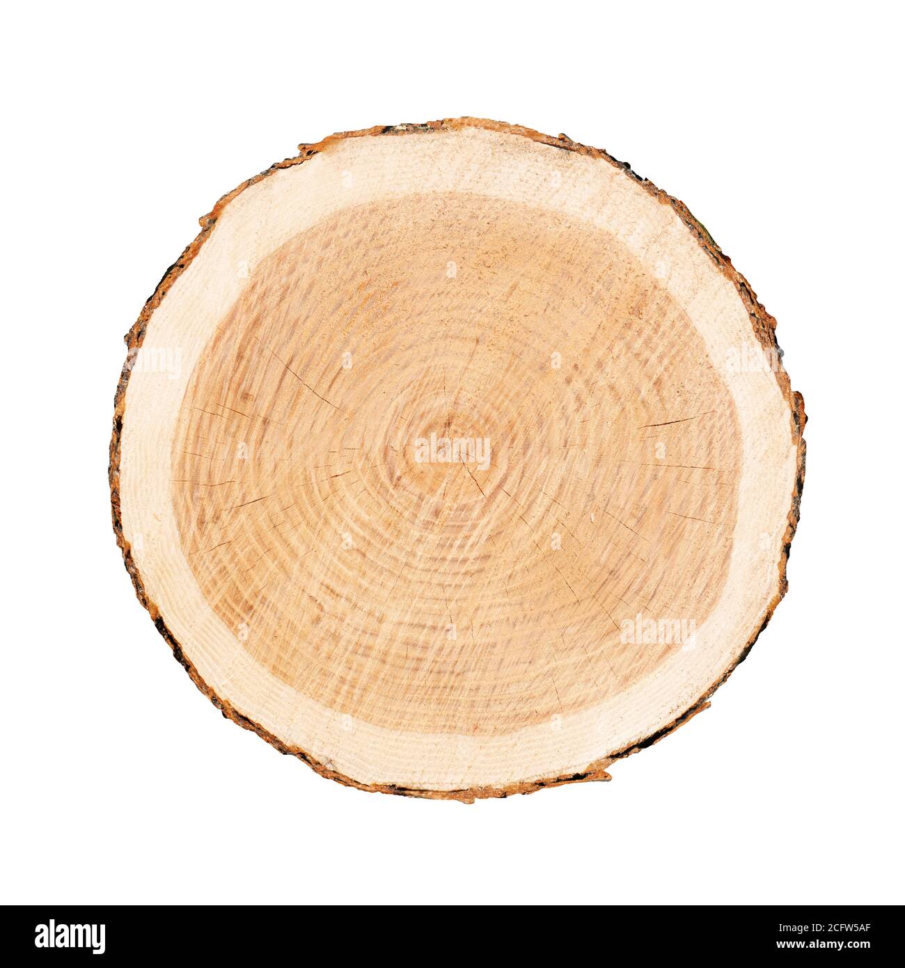 Morceau de bois abattu d'un tronc d'arbre avec des anneaux de croissance isolés sur blanc. Anneaux d'arbre avec texture et détail. Banque D'Images