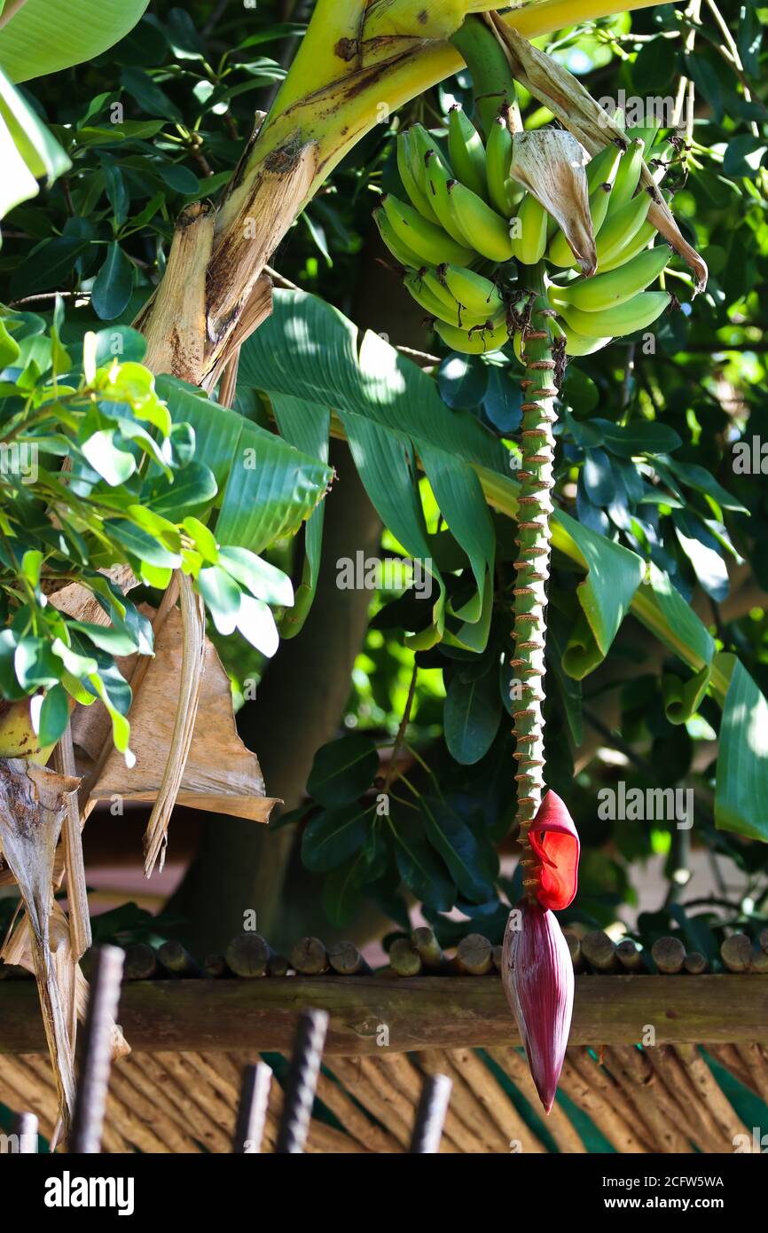 Banane palmier fruit tige (Musa acuminata) Banque D'Images