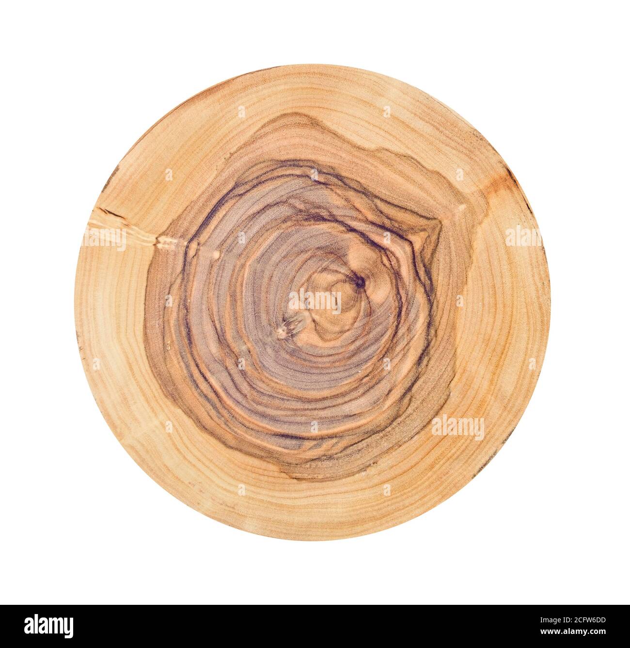 Morceau de bois abattu d'un tronc d'arbre avec des anneaux de croissance isolés sur blanc. Anneaux d'arbre avec texture et détail. Banque D'Images