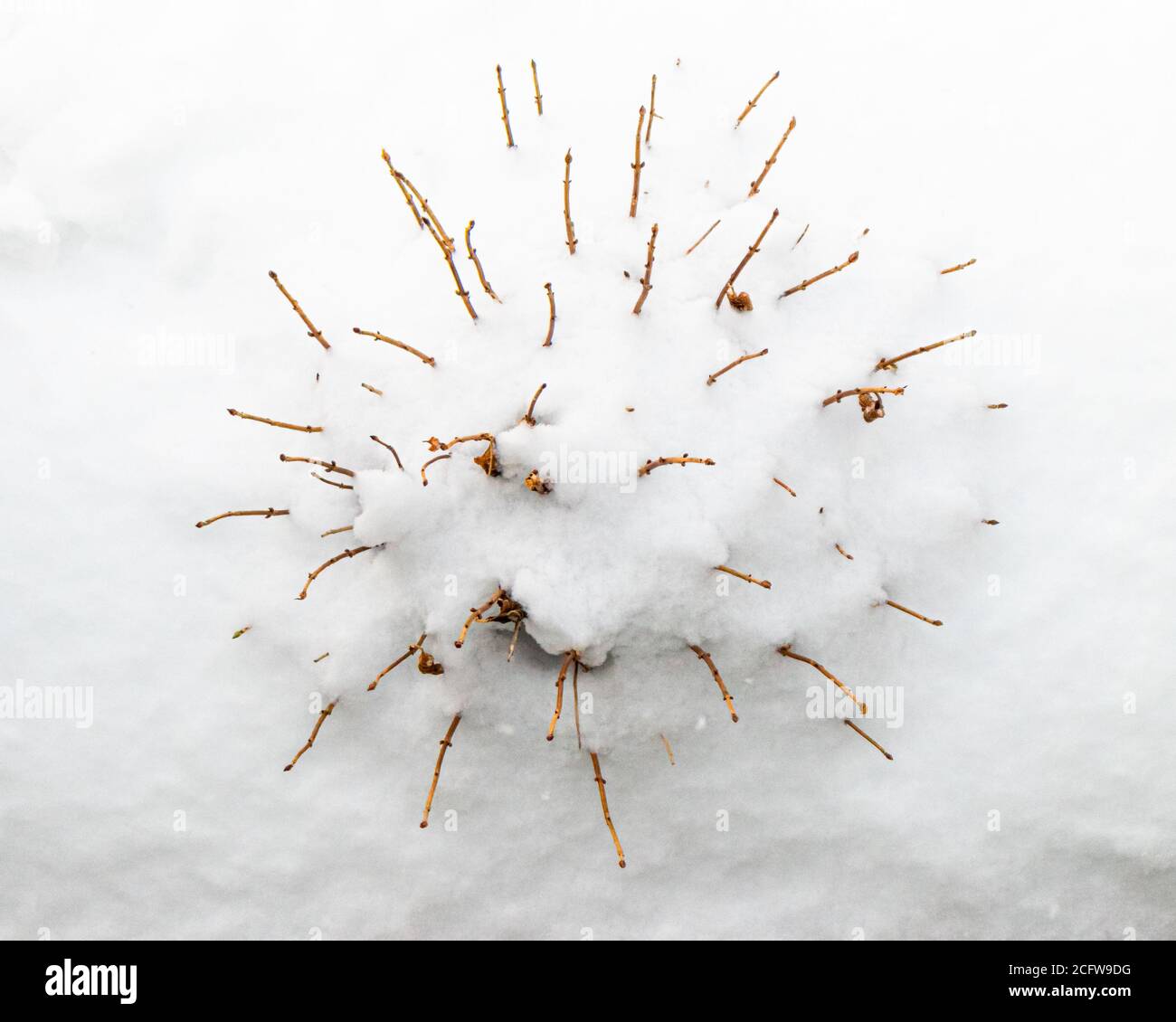 Vue abstraite de haut en bas du Bush mort dans la neige Banque D'Images