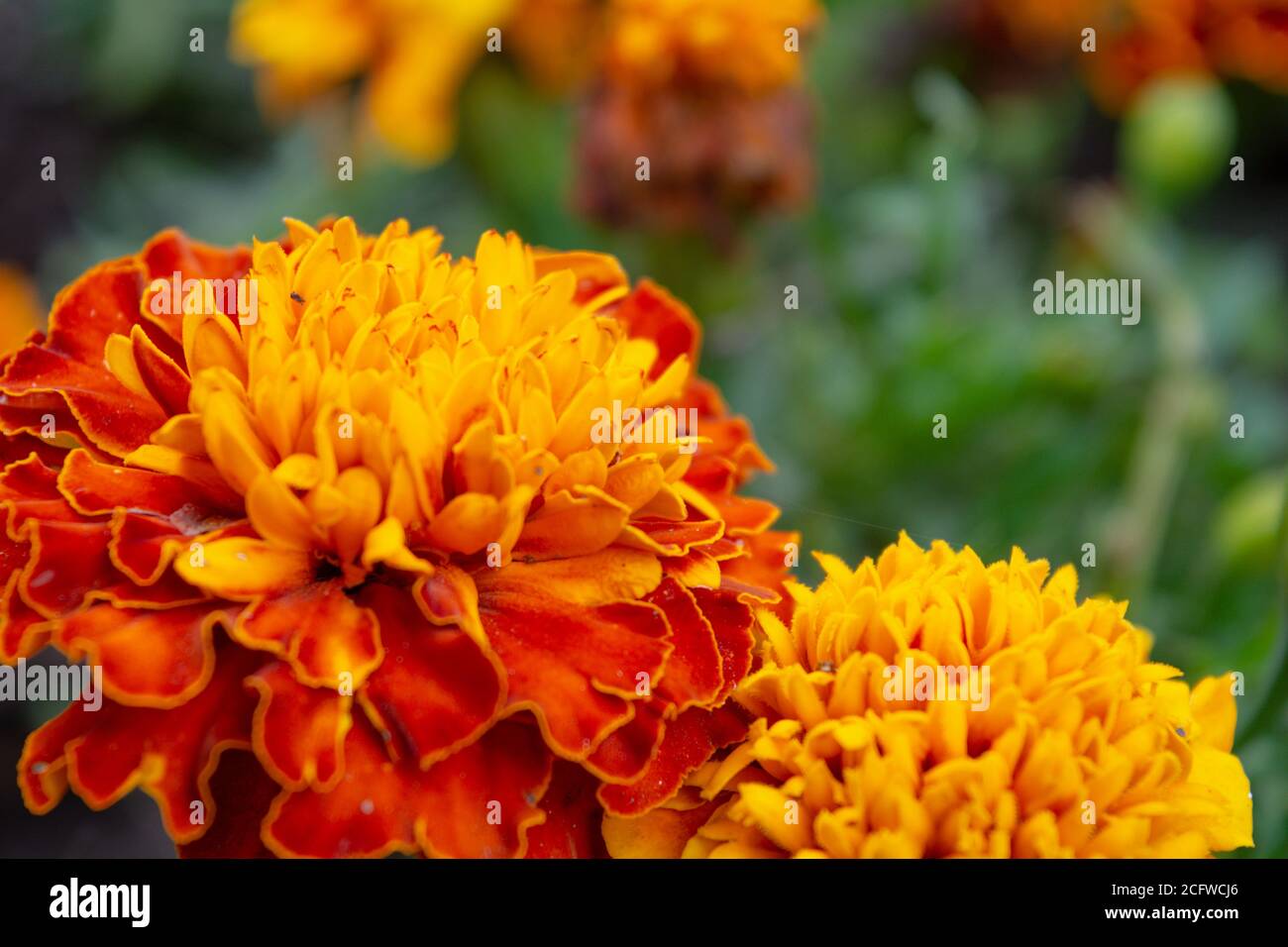 Belle fleur de marigold orange, Tagetes erecta dans le jardin d'été. Macrophoto de fleurs orange sur fond vert flou, mise au point sélective Banque D'Images