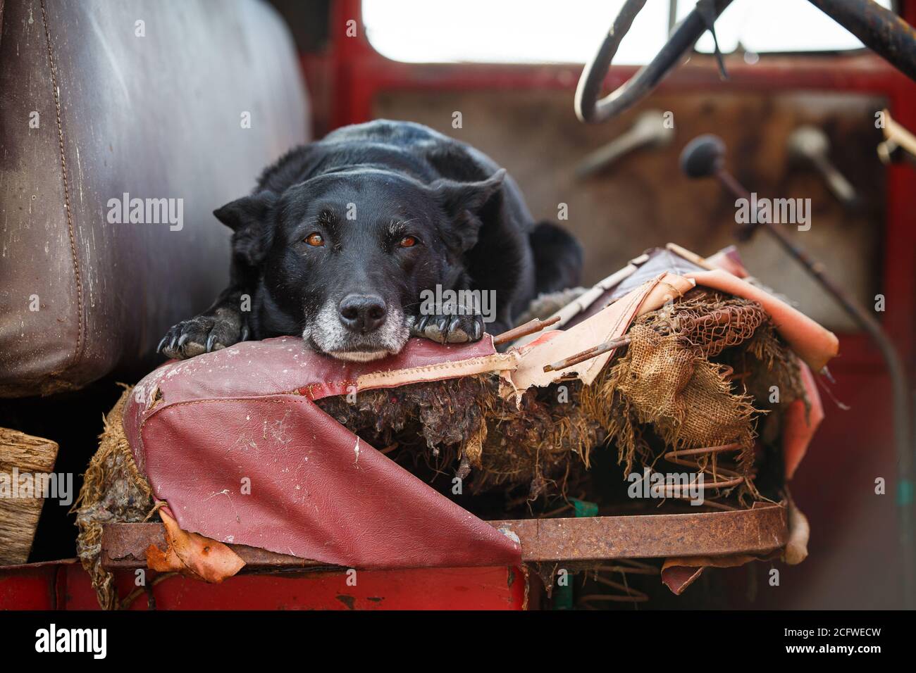 Chien de ferme reposant dans un vieux camion Banque D'Images