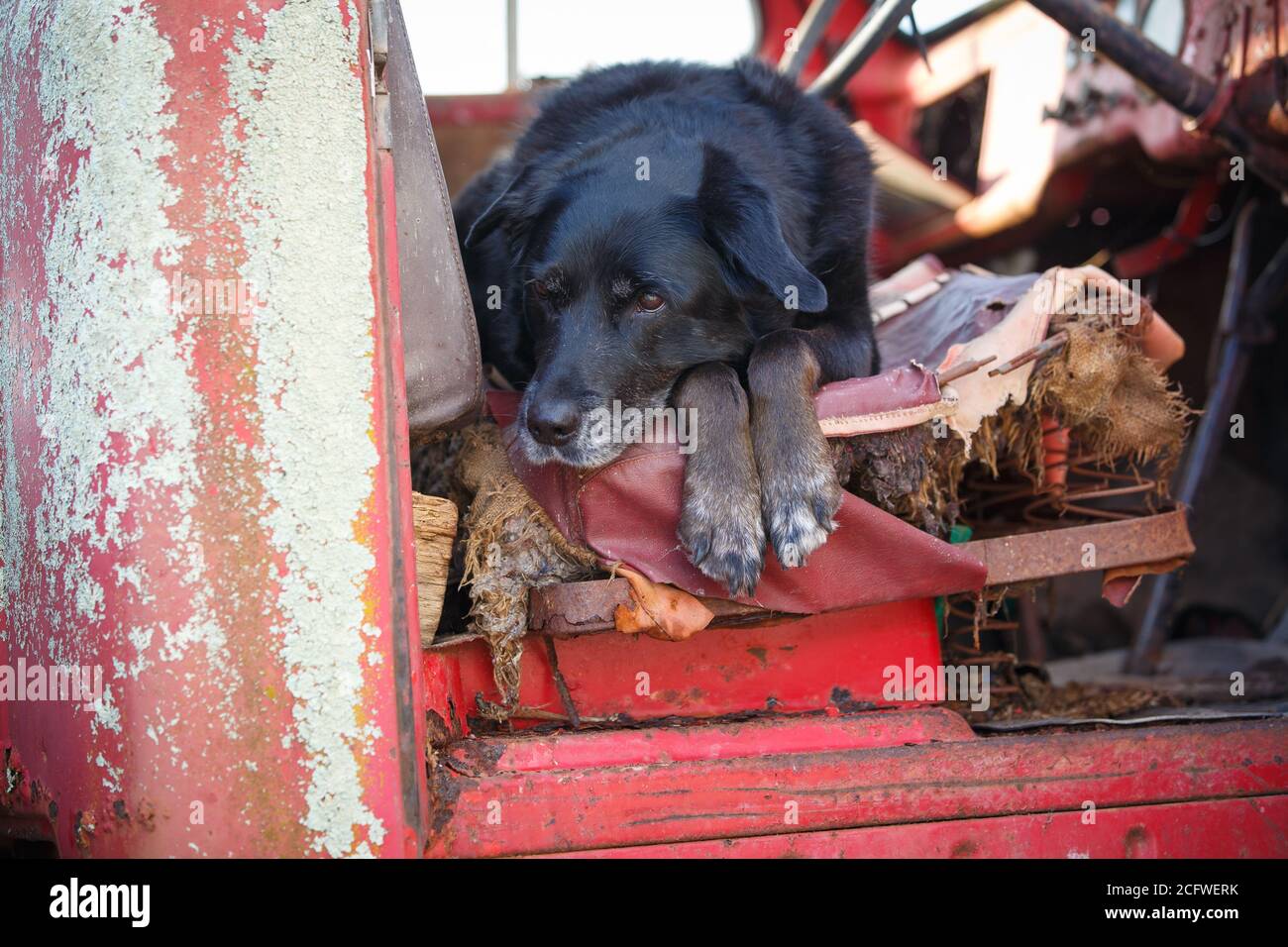 Chien de ferme reposant dans un vieux camion Banque D'Images