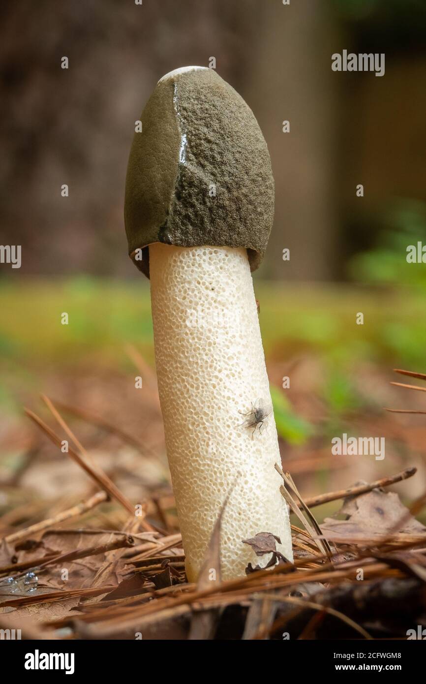 Un Stinkhorn (Phallus Ravenelii) de Ravenel, un champignon odorant de forme phallique, qui pousse à partir de paillis. Caroline du Nord. Banque D'Images