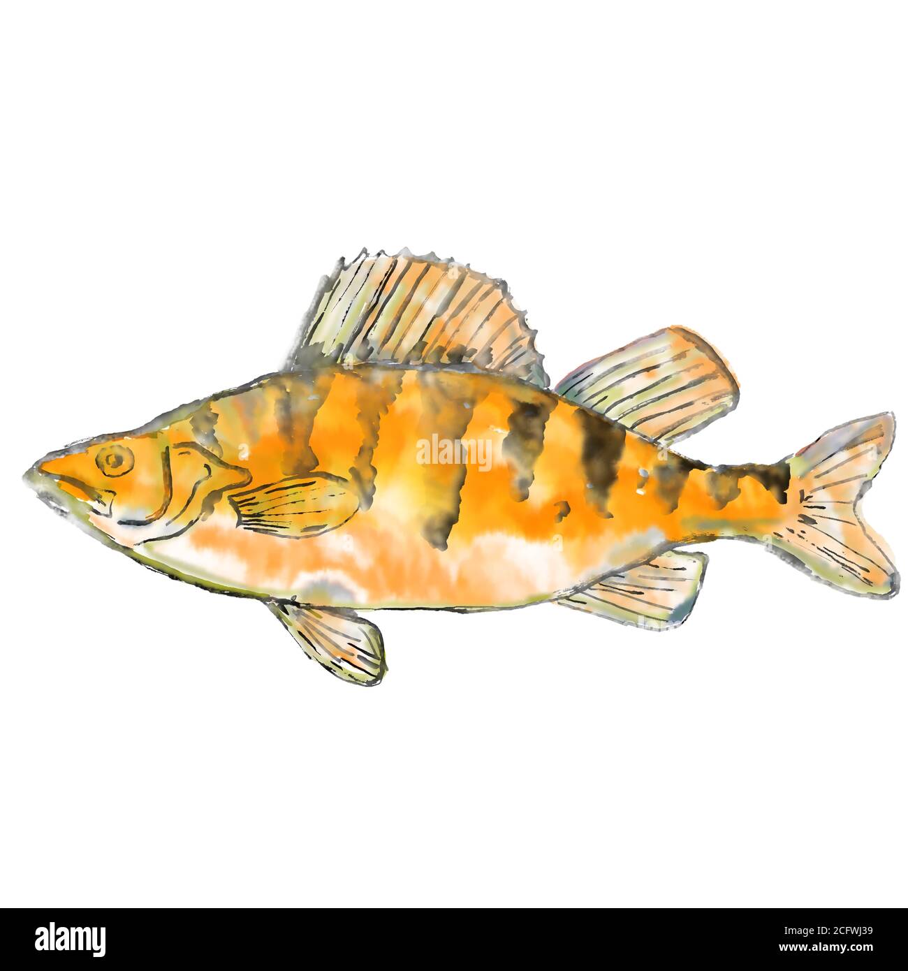 Peinture aquarelle illustration d'une perchaude Perca flavescens, perchaude rayée, perchaude ou prédicate, un poisson perciforme d'eau douce vu fro Banque D'Images