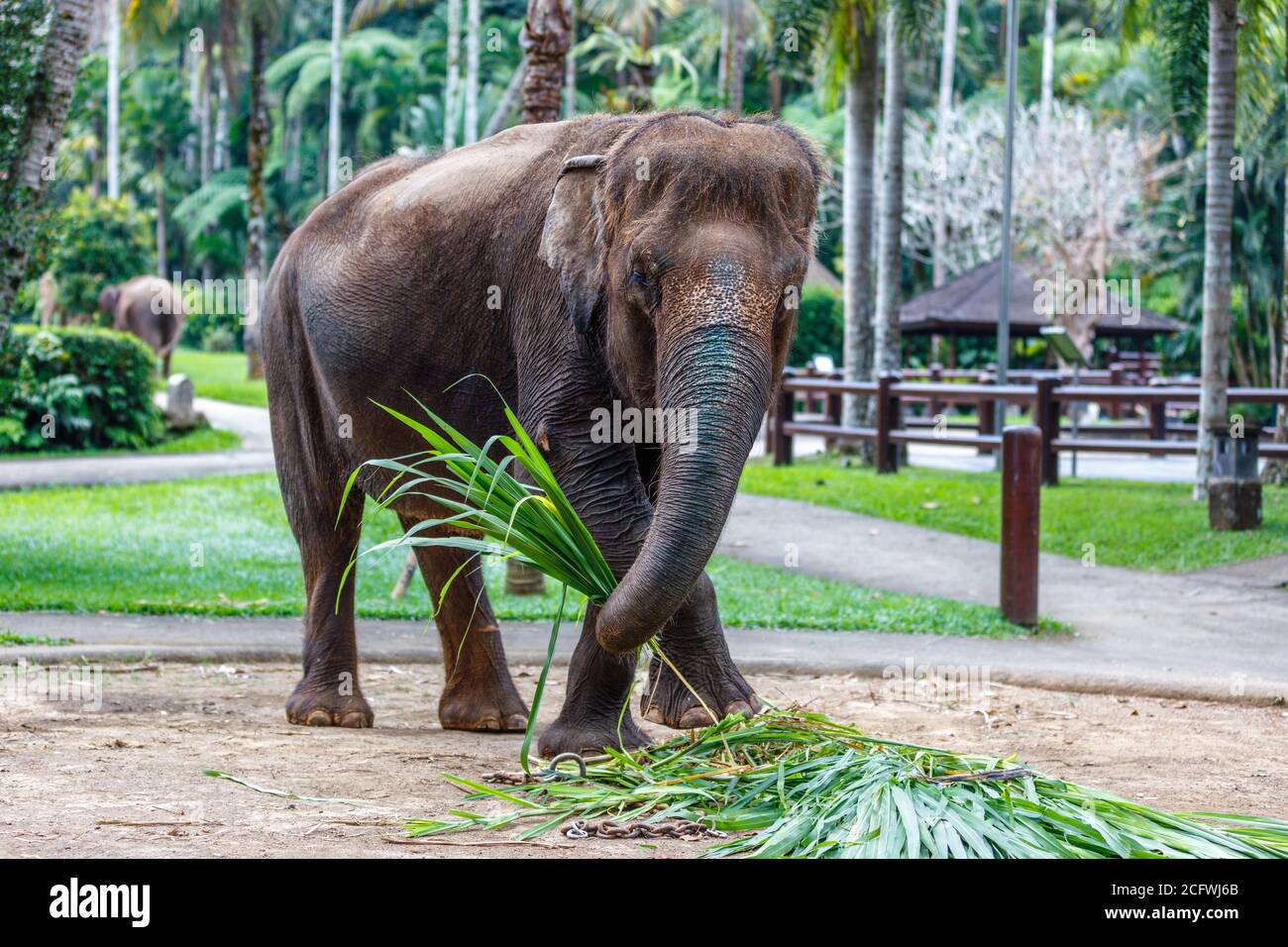Éléphant de Sumatran en danger critique dans un parc. Bali, Indonésie Banque D'Images
