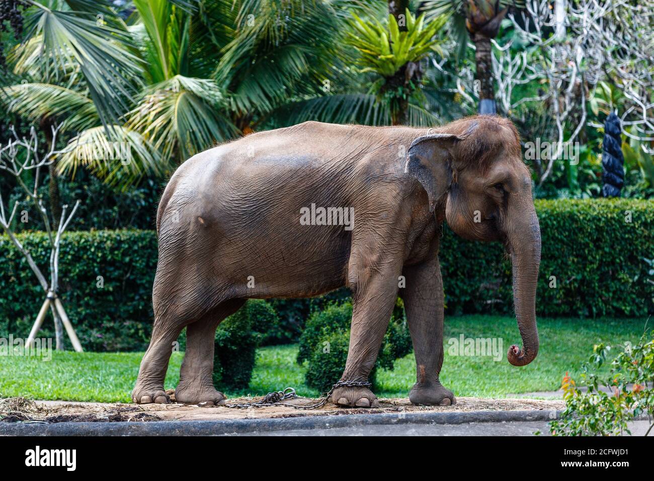 Éléphant de Sumatran en danger critique dans un parc. Bali, Indonésie Banque D'Images