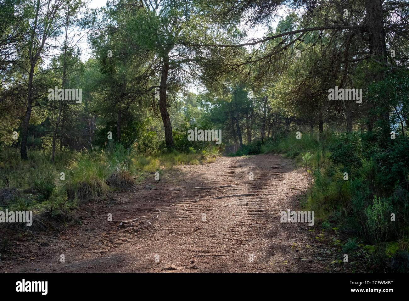 Chemin à travers la forêt de pins dans la région de Murcia. Espagne.- Banque D'Images