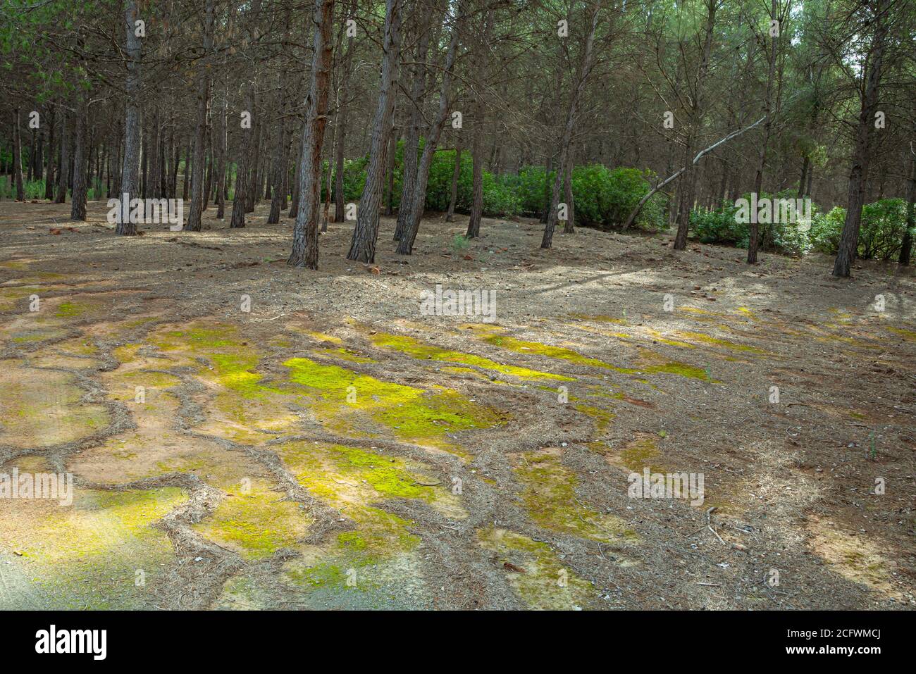 Chemin à travers la forêt de pins dans la région de Murcia. Espagne.- Banque D'Images
