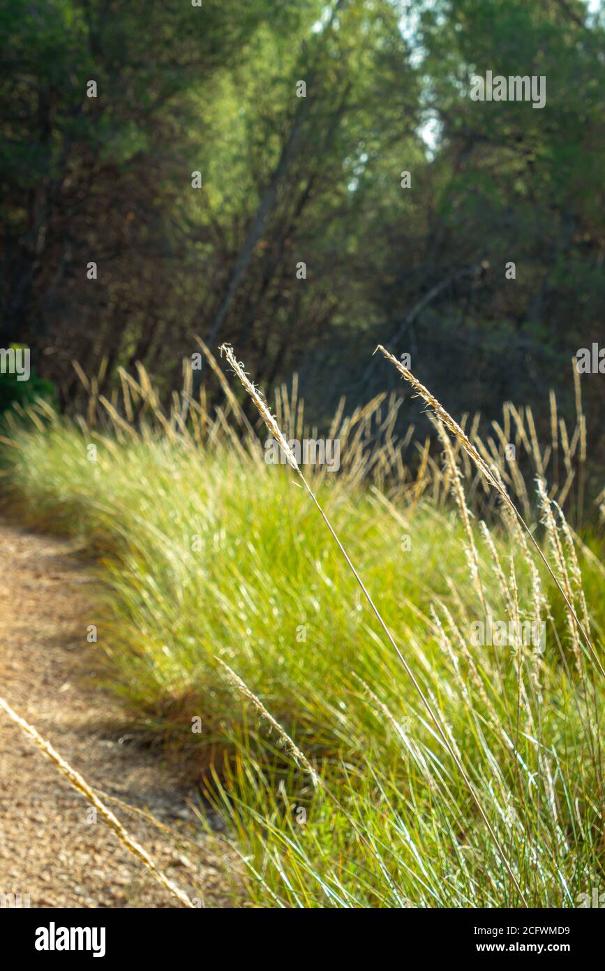 Végétation sur le chemin de la forêt de pins dans la région de Murcie. Espagne Banque D'Images