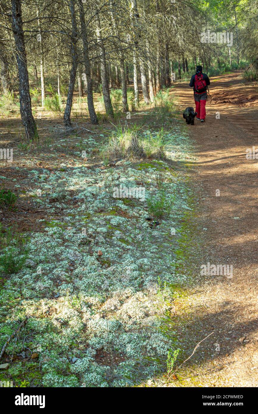 Un randonneur marche avec son chien dans la forêt de pins de la région de Murcie. Espagne Banque D'Images